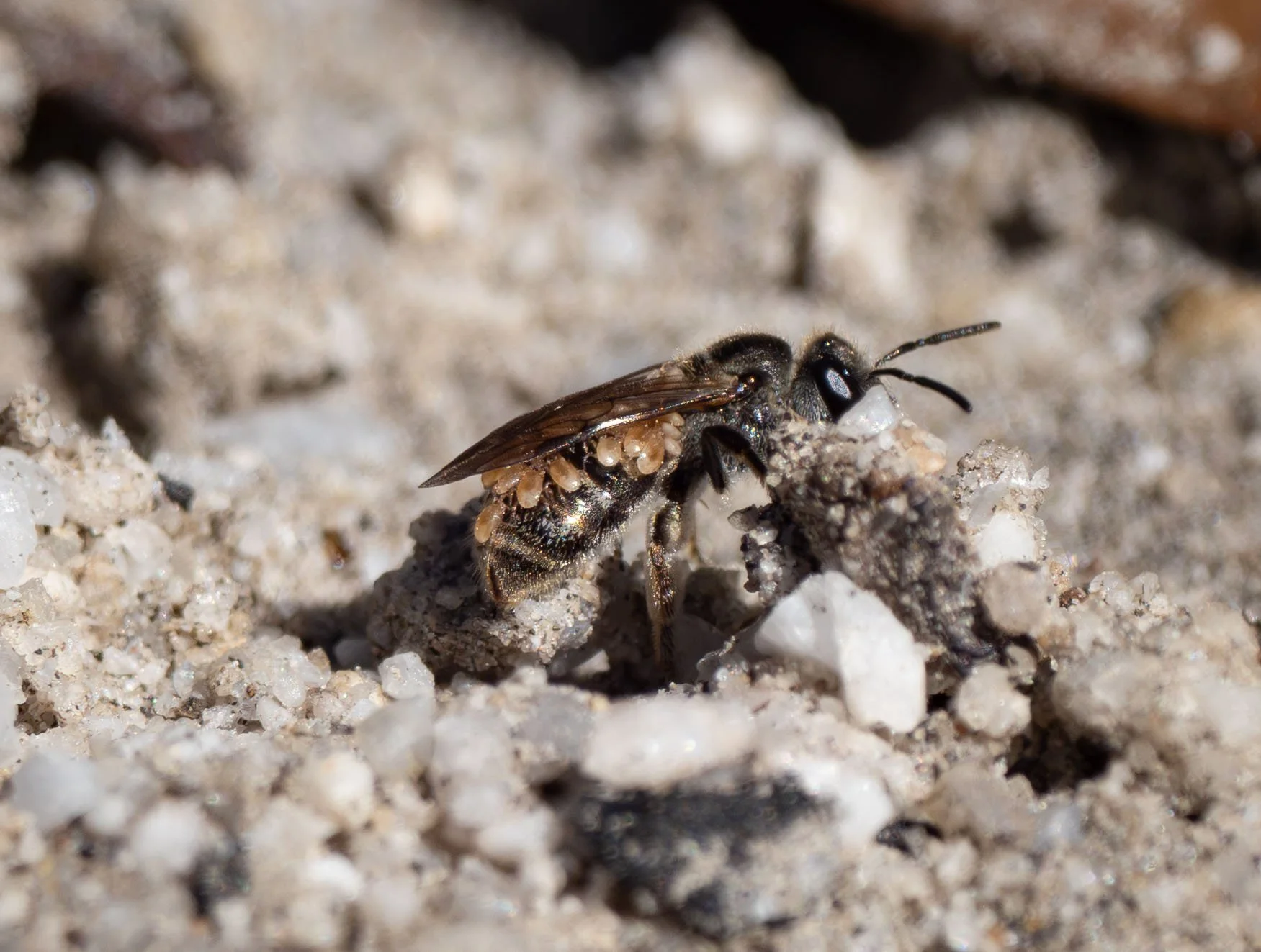 It is common for bees to carry mites … although this is a particularly large load, of relatively large mites!   Such mites are generally harmless to the host bee, and are merely hitching a ride from her natal home to the new nest she will soon estab