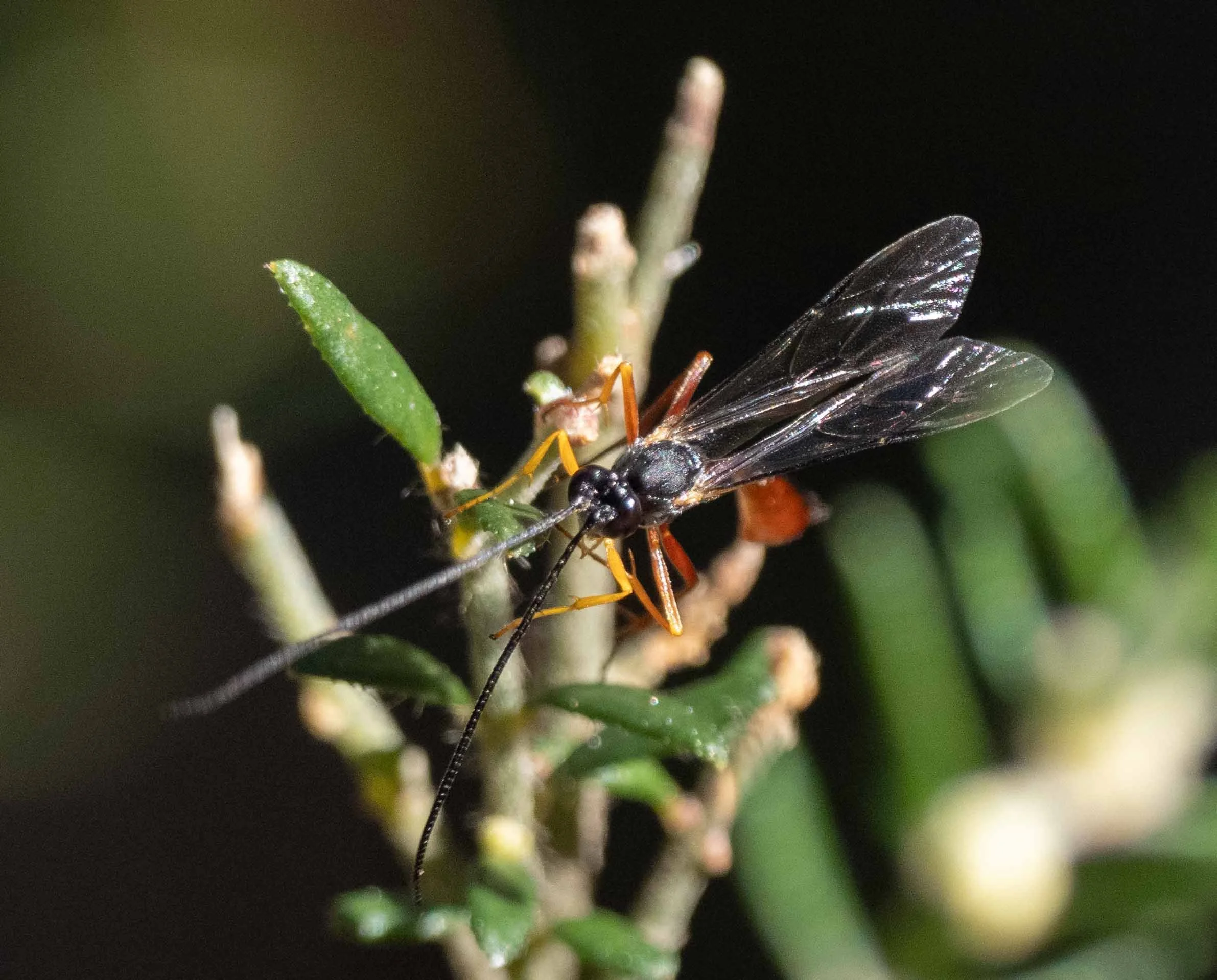  Yet another large, colourful ichneumonid.   Dusona  (?) [27th Aug]  https://inaturalist.ala.org.au/observations/396603072  