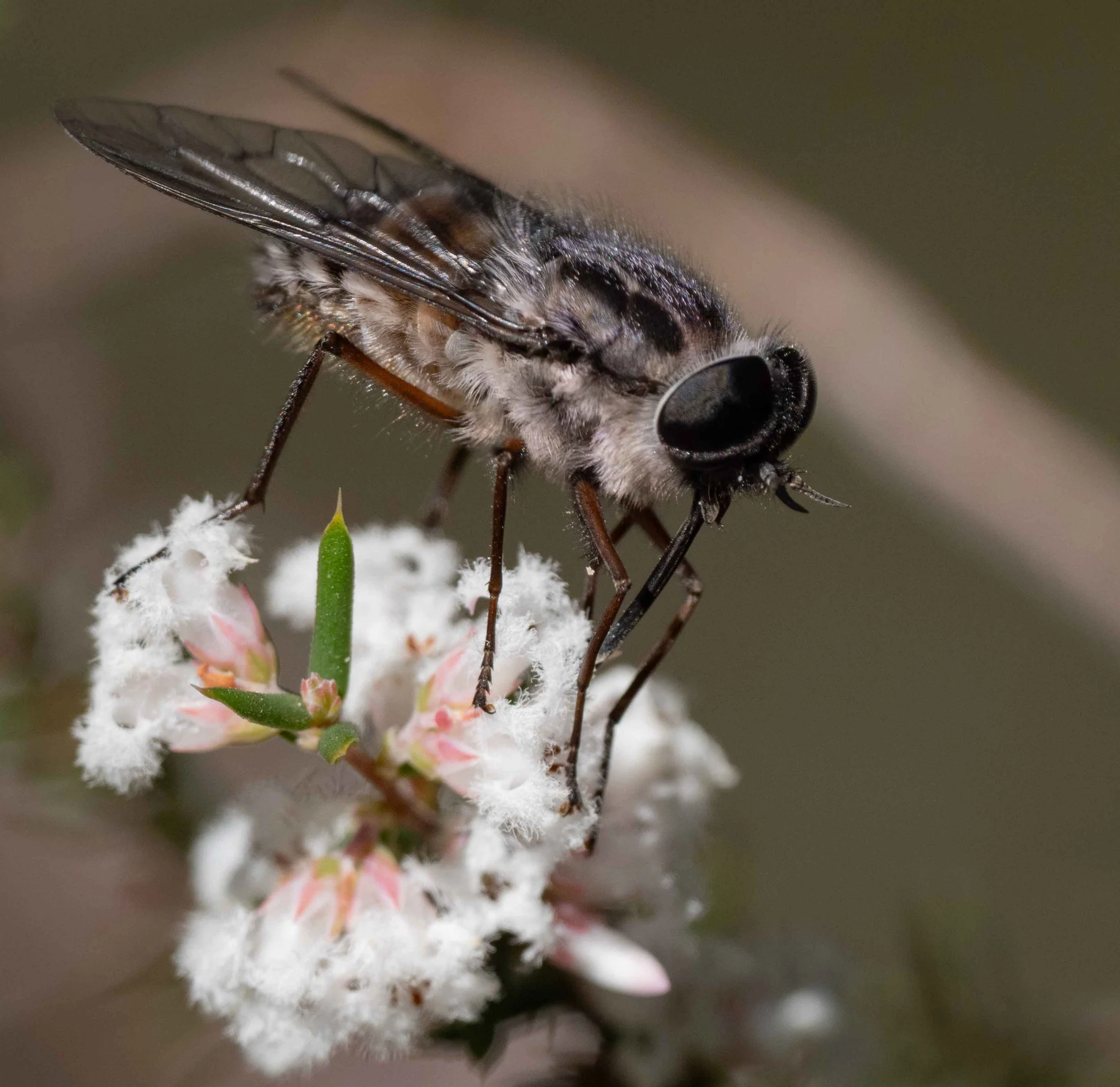  Flower-feeding flies can carry serve as pollinators too, although huge ones like this tabanid are unlikely to be very efficient for flowers this small.   Scaptia  (?) [27th Aug]  https://inaturalist.ala.org.au/observations/396603073  