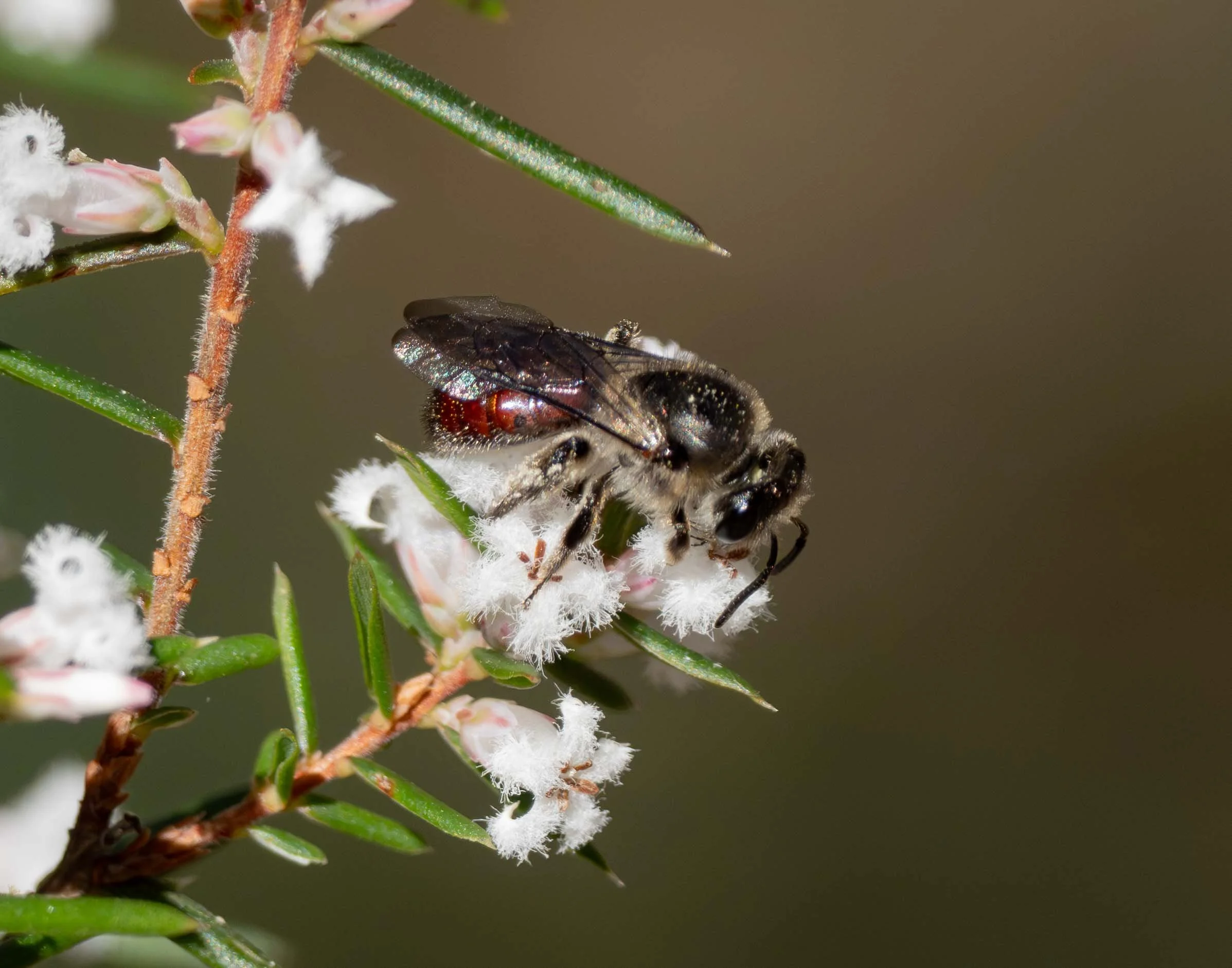  When gathering pollen, bees tend to move between flowers and plants of the same species. This is why even generalist bees can be highly effective pollinators. And why it can be to the plants’ advantage to grow in clusters and to flower synchronously