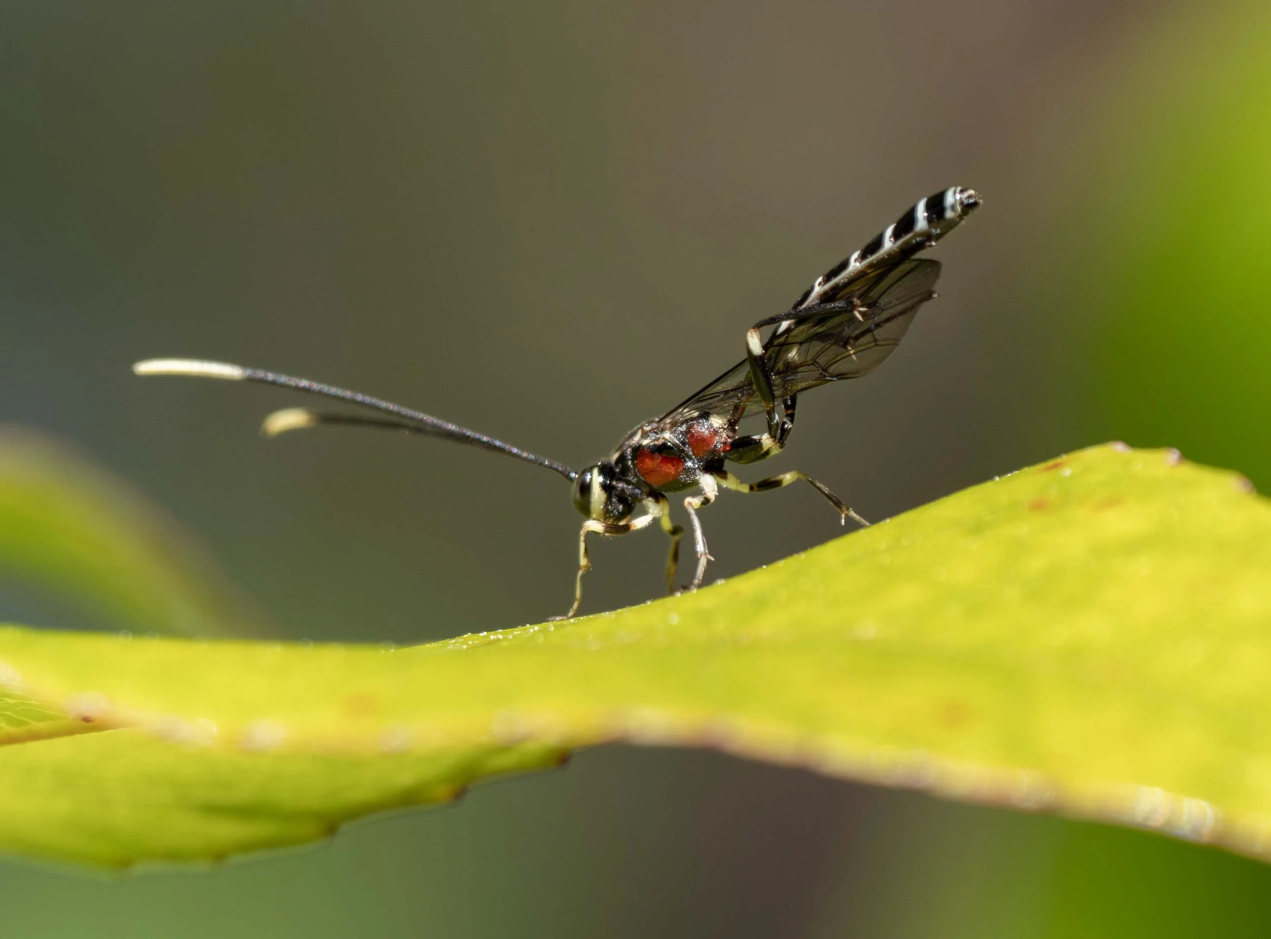  Parasitic wasps come in a bewildering array of sizes, colours, and shape. This strikingly colourful one is relatively large, and caught my attention while it groomed atop a shiny leaf.  When seeking insects, glossy green leaves are a good place to l