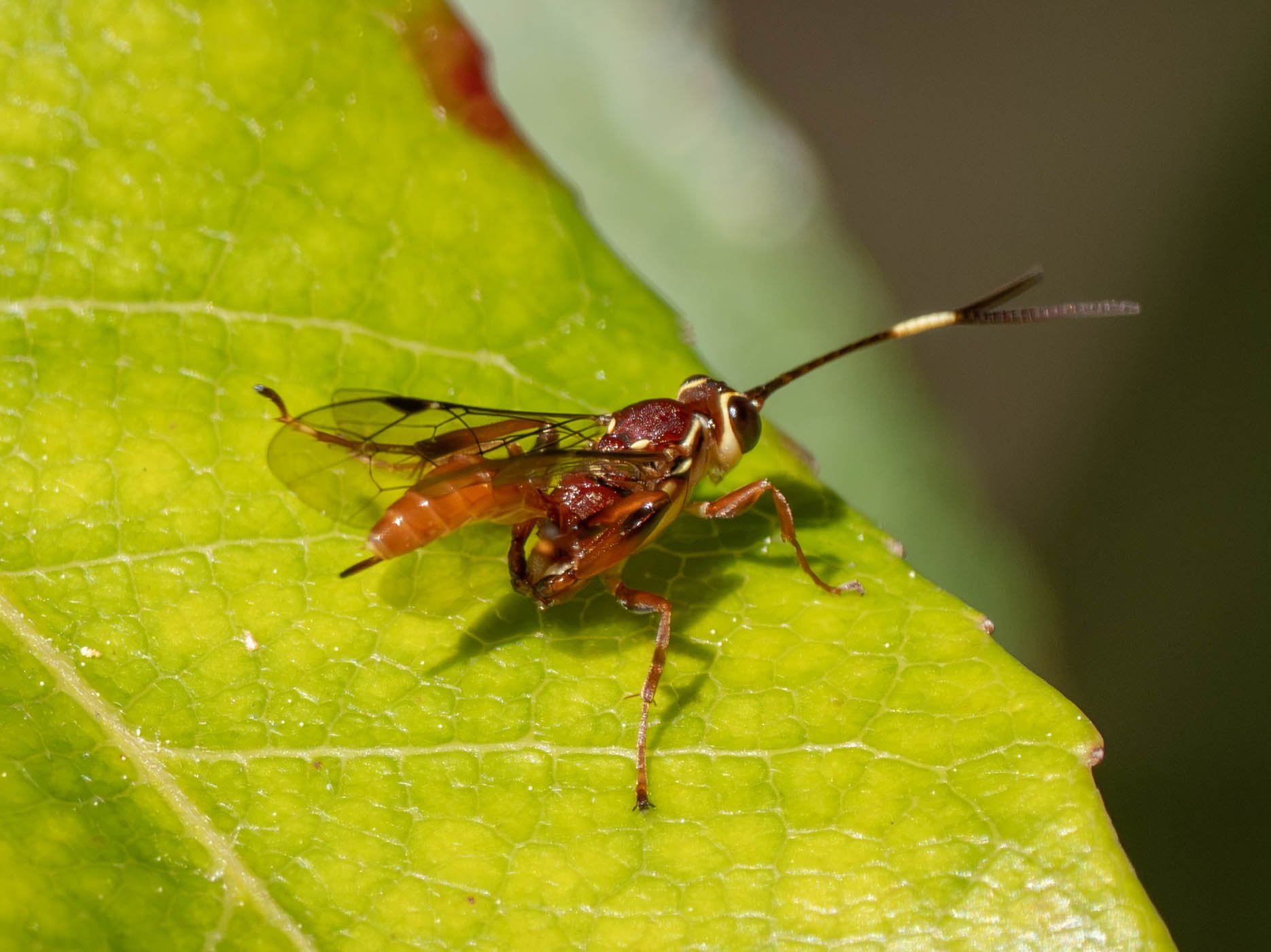  Yet another ichneumonid grooming on a leaf.    Gavrana  (?) [27th Aug]  https://inaturalist.ala.org.au/observations/396605379  