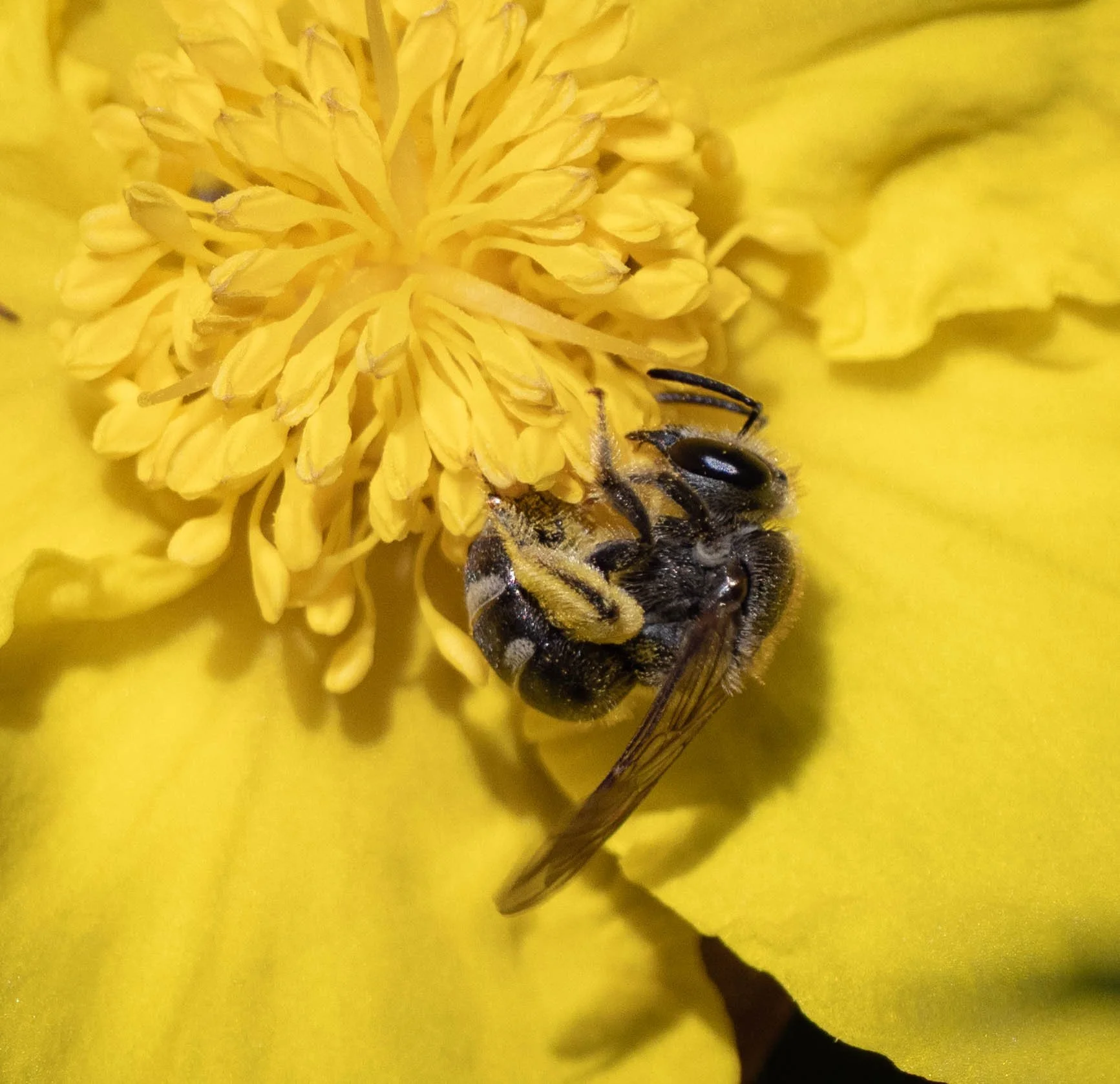  Most bees in the family Halictidae are generalists, so they’re not restricted to the flowering time of any particular plant. Indeed, we see pollen-laden  Lasioglossum  throughout spring and summer months.    Lasioglossum (Chilalictus)  [27th Aug] 