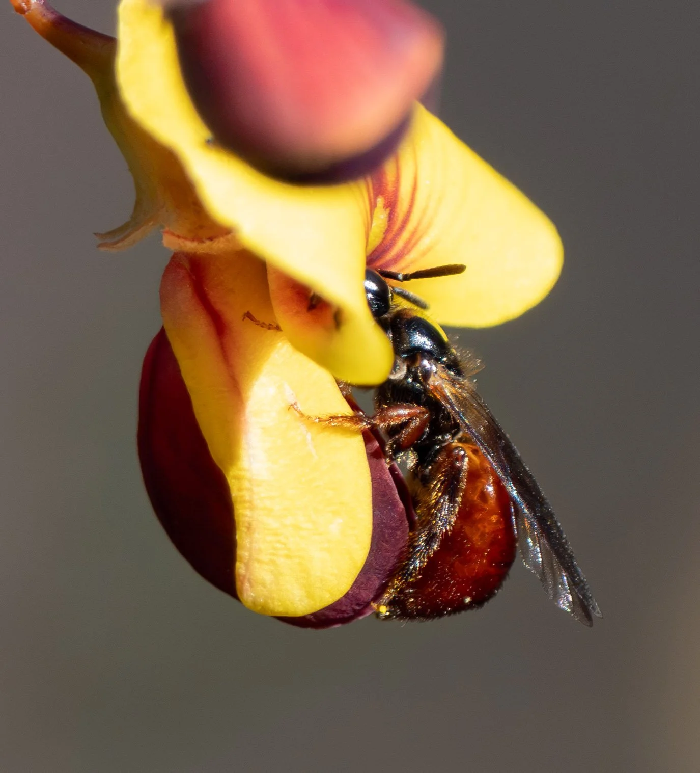  Pea flowers are a good source of both nectar and pollen … for bees strong enough to access it. This is one of the larger species of  Exoneura  here locally. As she reaches into the flower with her head and long tongue to reach the nectar, she also s