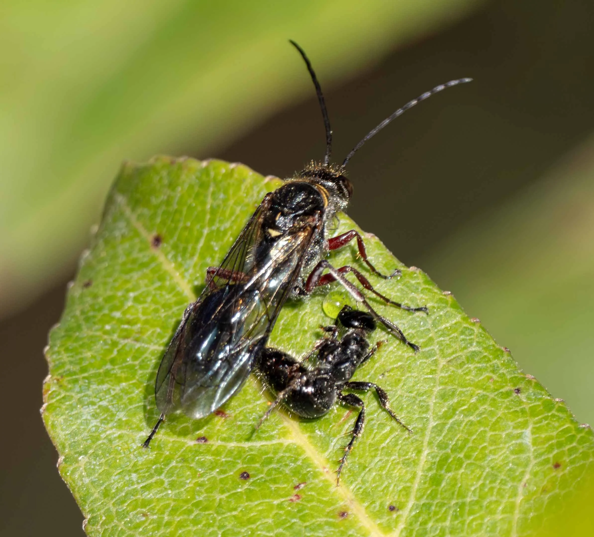 Female flower wasps look nothing like their male counterparts. They’re flightless, typically smaller … and totally dependent on the male to access food.  During mating, the male either carries the female to flowers so she can access the nectar direc