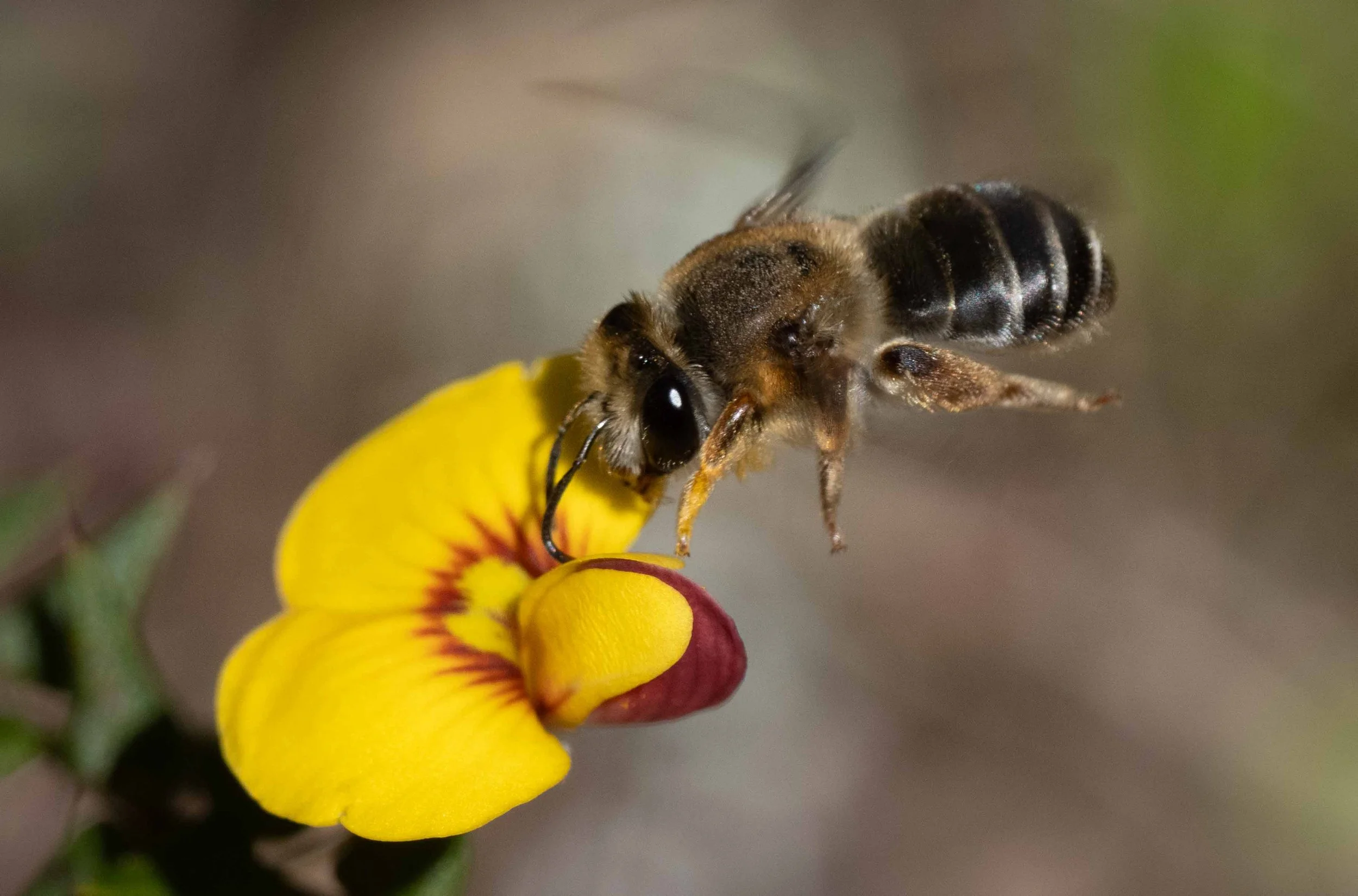  Distinguishing female from male bees is easy if the bee is carrying a pollen densely packaged on the back legs or beneath the body. Males are never involved in nest provisioning. In this photo, the clues are a little more subtle. She has no pollen p
