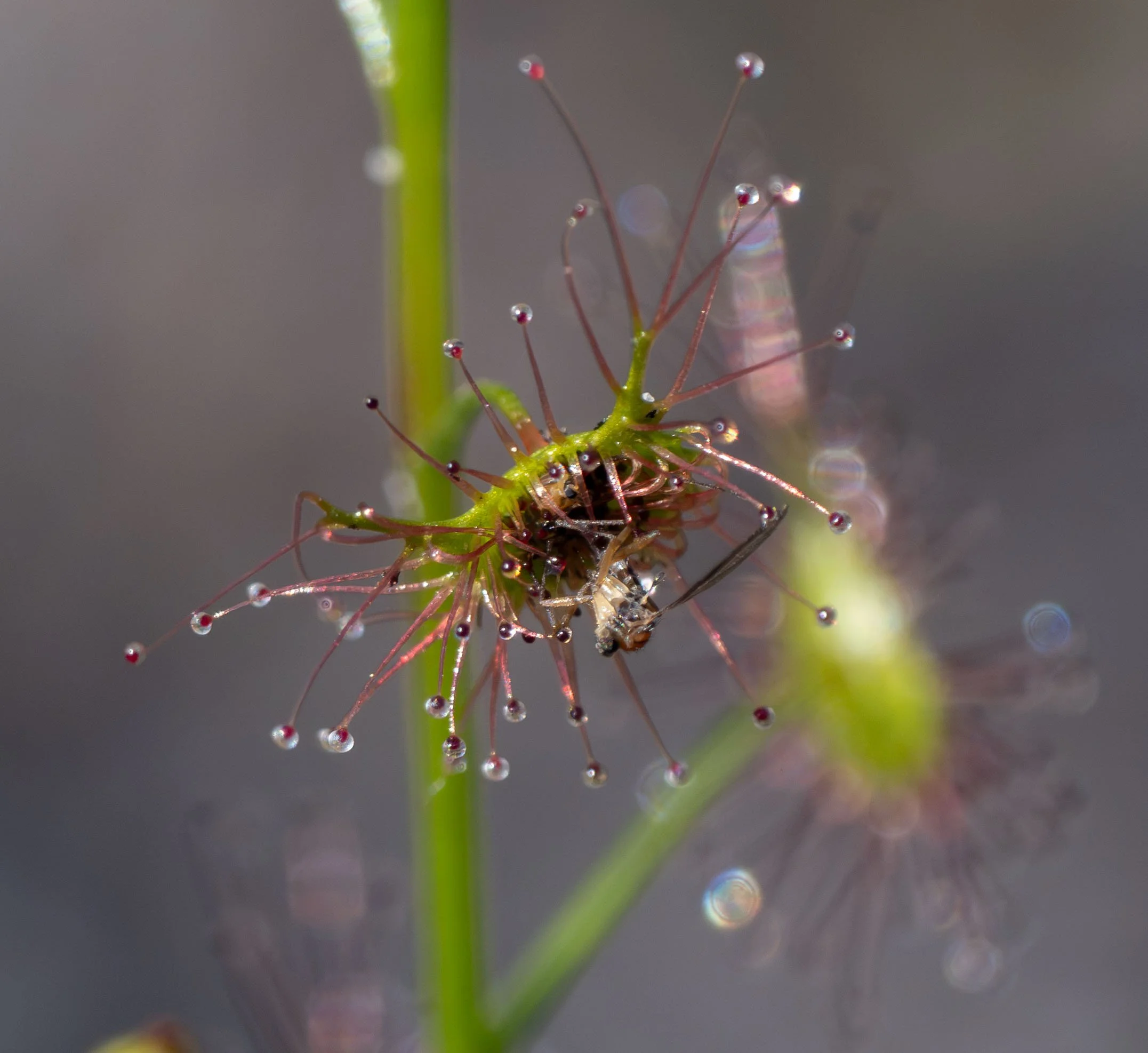  Not all shiny leaves make good perches. These sundews are highly effective traps for small insects.   Drosera auriculata  [29th Aug] 