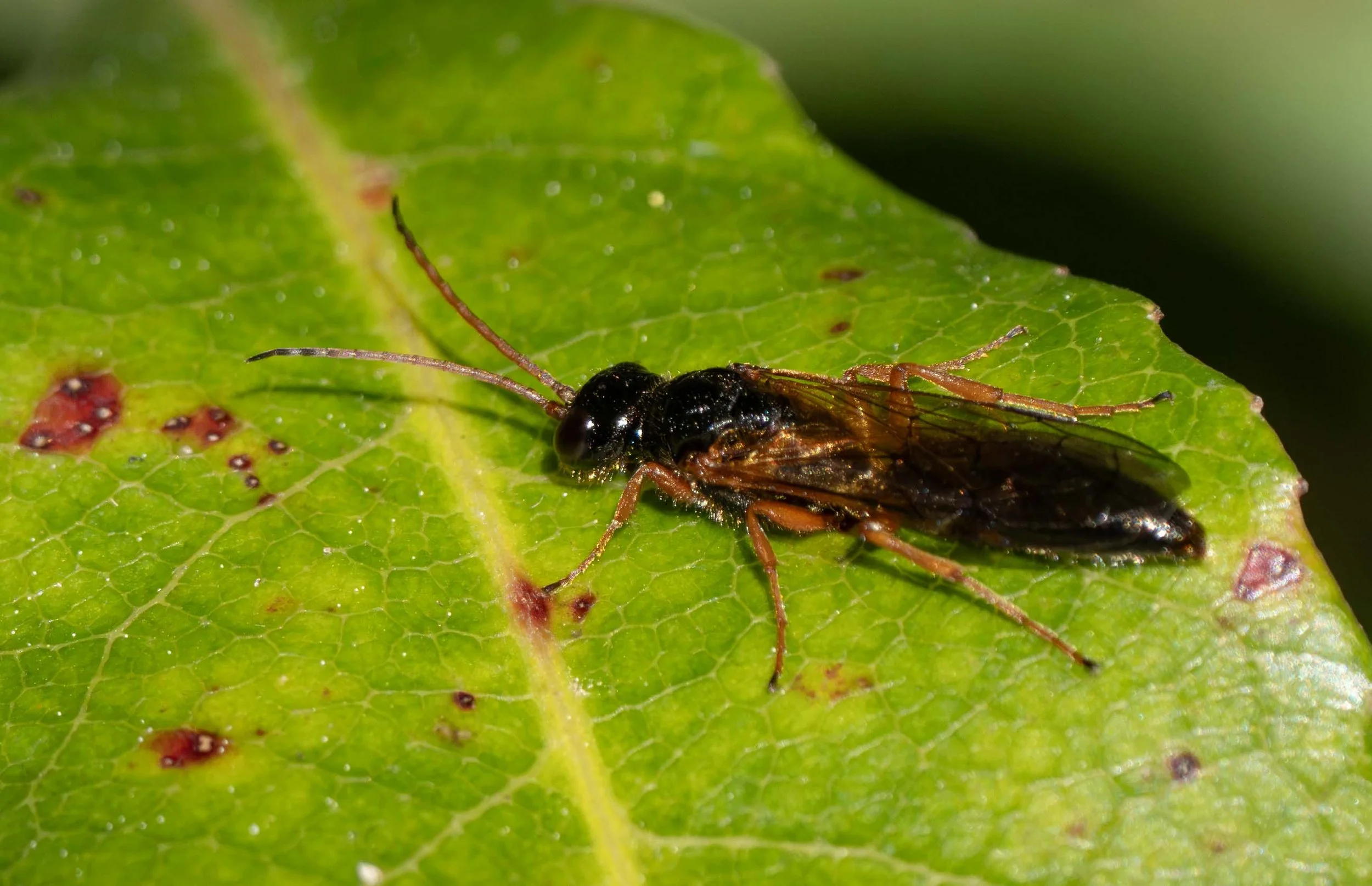  Flower wasps are one of the most obvious, numerous and diverse families of insects in the forest each summer. Already the males are making their presence known, flying rapidly along insect ‘flight paths’ and gathering when they detect an emerging fe