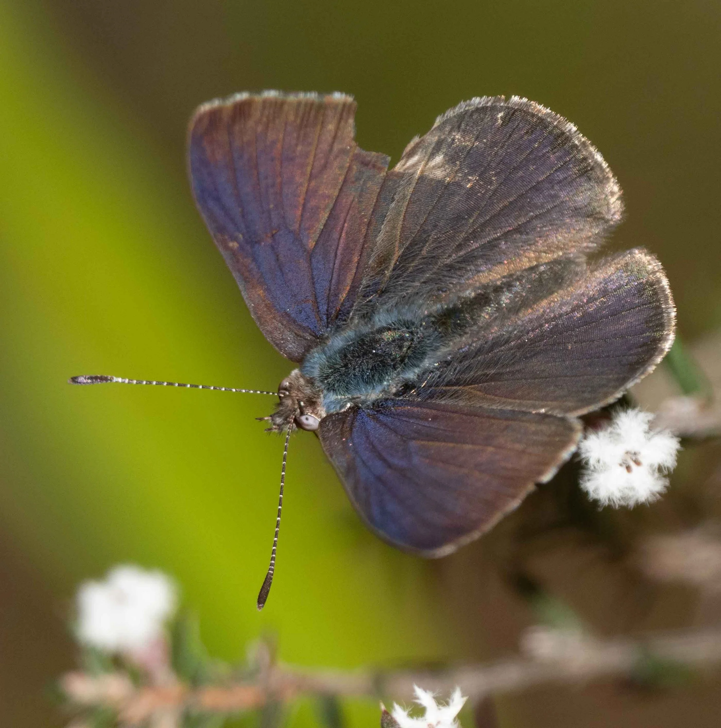  Same individual, topside.   Erina hyacinthina  [29th Aug]   