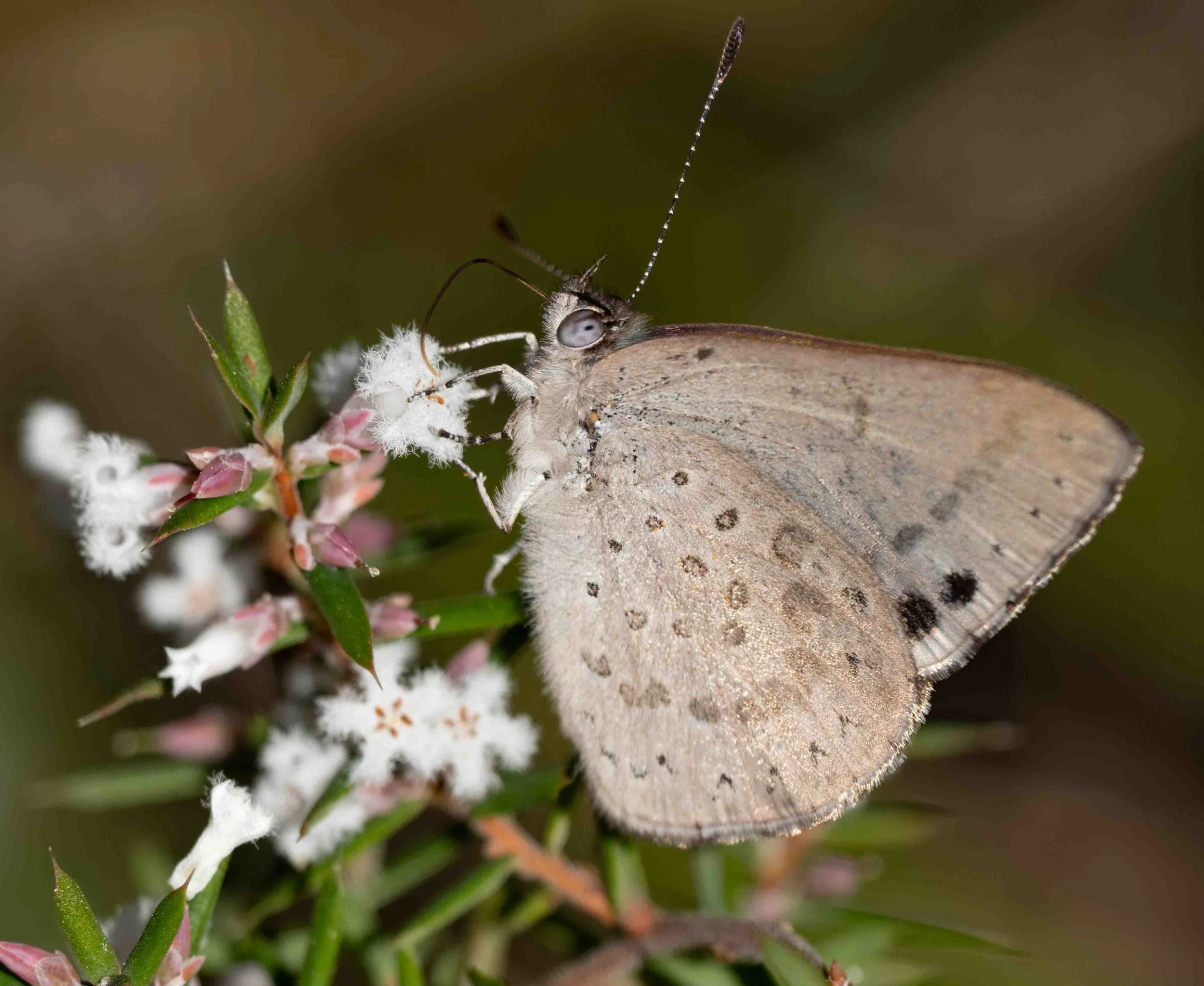  This small species is the first butterfly to appear in any numbers so far this season.    ‍Erina hyacinthina  [29th Aug] 