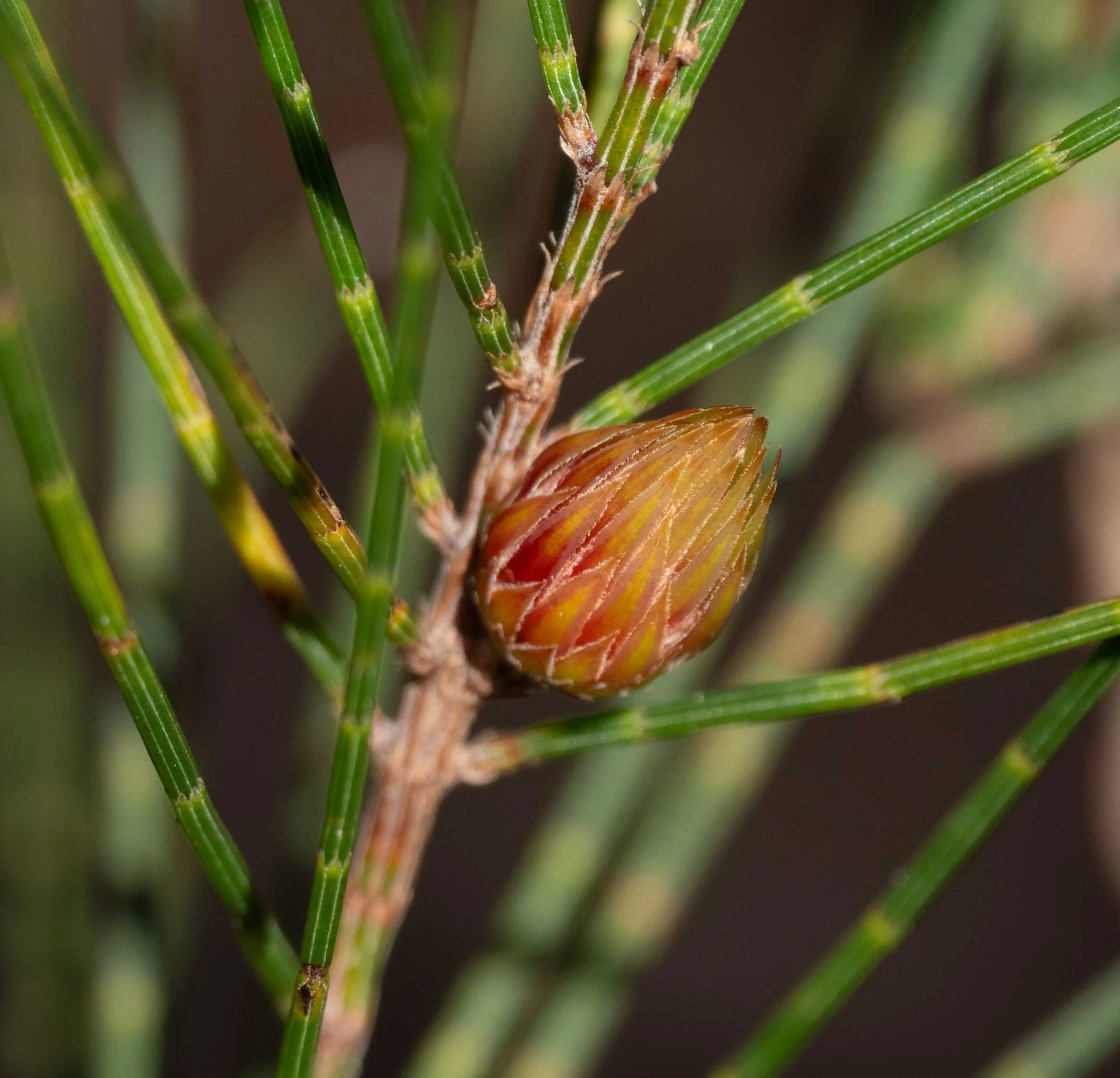 Looking deceptively like the female cones of this  Allocasuarina  sapling, this is a gall housing a female ‘bug’ (Hemiptera). She will spend her life inside, producing tiny offspring that will eventually crawl out and disperse.   Cylindrococcus spin