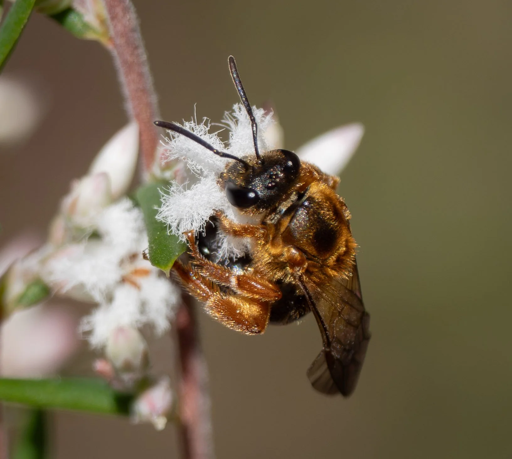  A novel species! Well, nearly. Initially I thought this was my first ever sighting of this rather stunning, golden-haired bee, and identification had me stumped. But it turns out that I’ve photographed the same species before – just once, on 9th Sep