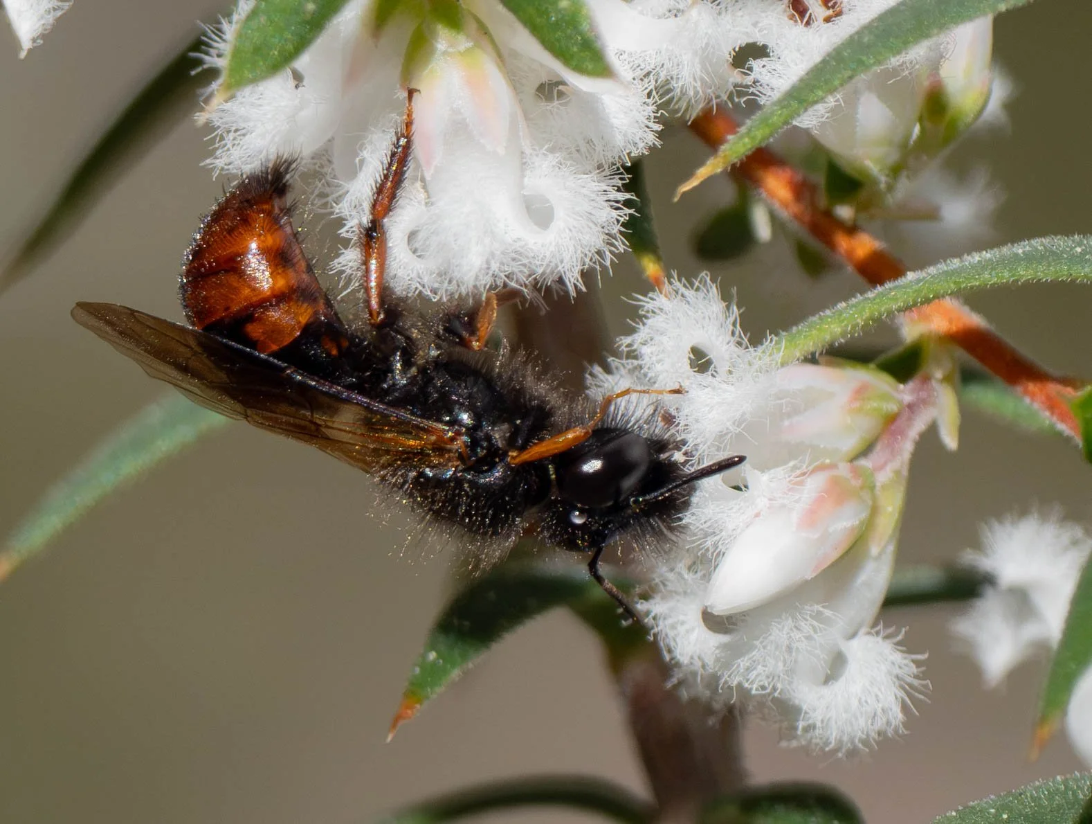  Other unusual features of these males are their tarsi (the end segments of the legs). The front tarsi are particularly long, and the basal segment of the hind tarsus is swollen. When I noticed these males for the first time (mid Sept 2023), they wer