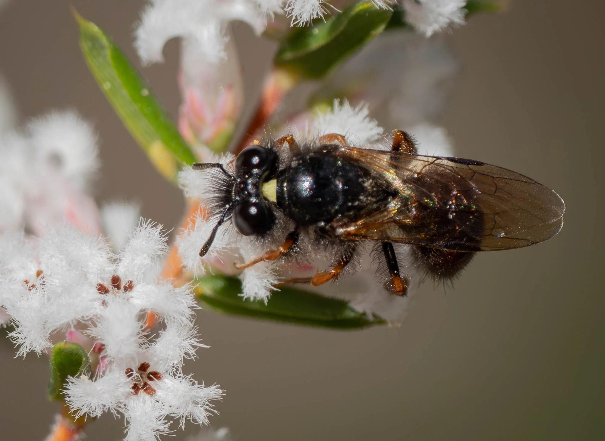  I don’t see many male  Exoneura , and with good reason. The sex ratio in bees of this tribe tends to be skewed towards females. When these goggle-eyed, hairy-faced bees turn up, I know I have a male.    Exoneura robusta  (?) [2nd Sept] 