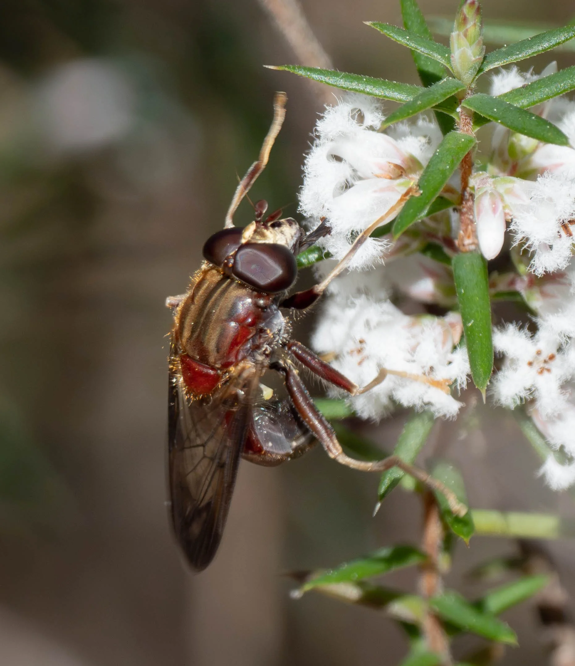  This is only the second time I’ve spotted one of these strikingly-coloured drone flies. And the previous time? … 29th August 2022, feeding on  Styphelia ericoides !   Odyneromyia spadix  [2nd Sept]  https://inaturalist.ala.org.au/observations/396625