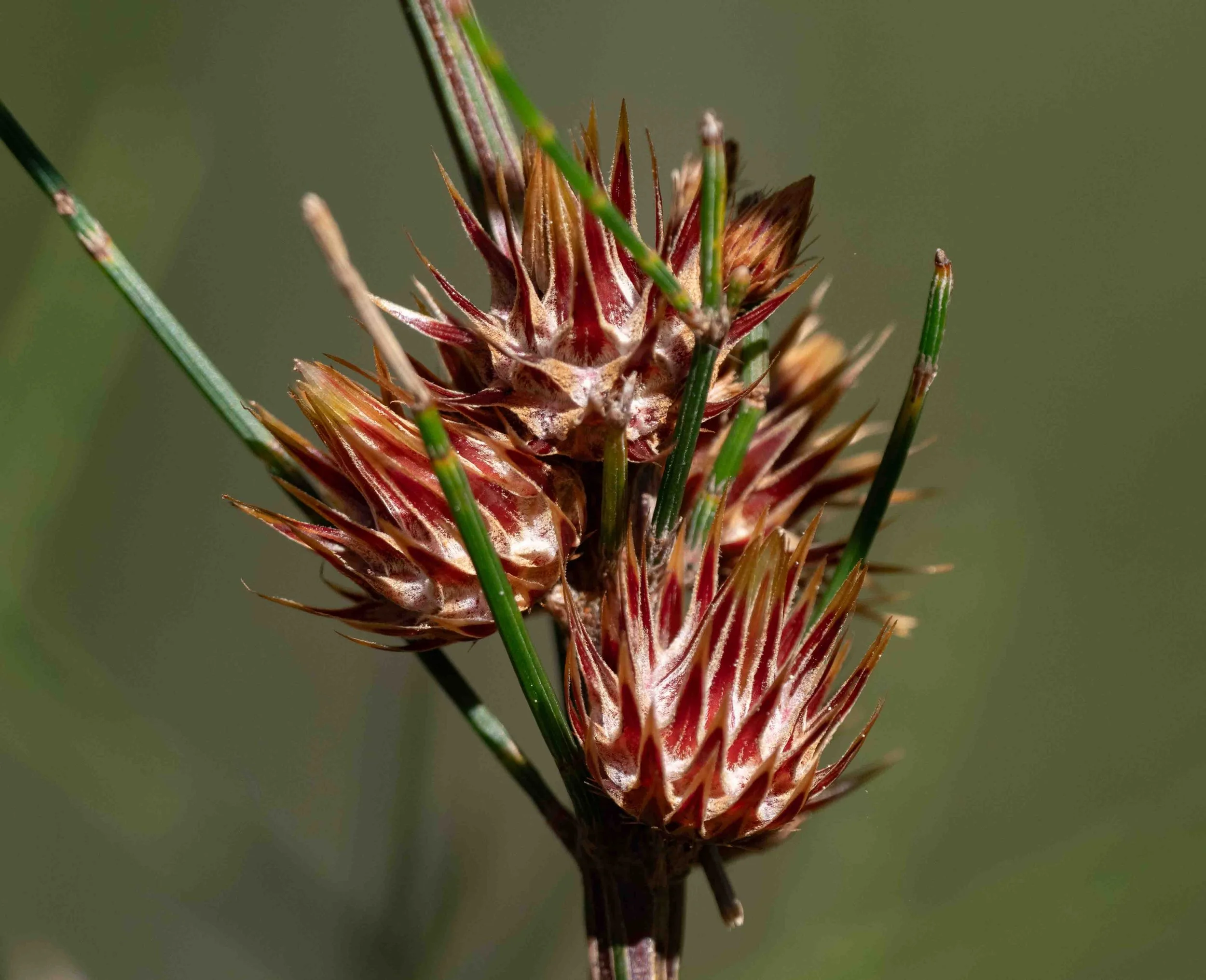  Older galls are arguably even more plant-like. Some of our  Allocasuarina  saplings carry a surprisingly large load of these long-lived bugs.   Cylindrococcus spiniferous  [3rd Sept] 