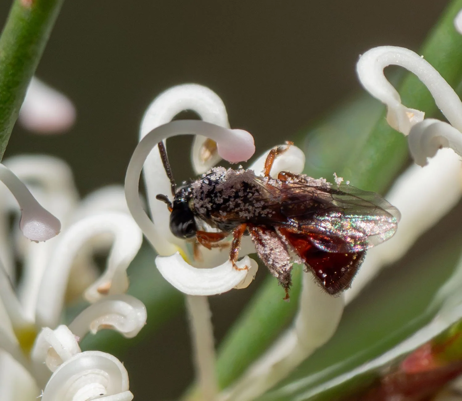  The flowering of  Hakea macraeana  has long puzzled me. The drooping branches are certainly eye-catching when festooned with delicate white flowers, as they are now. Yet insect visitors are relatively few – to the point where I’ve sometimes wondered