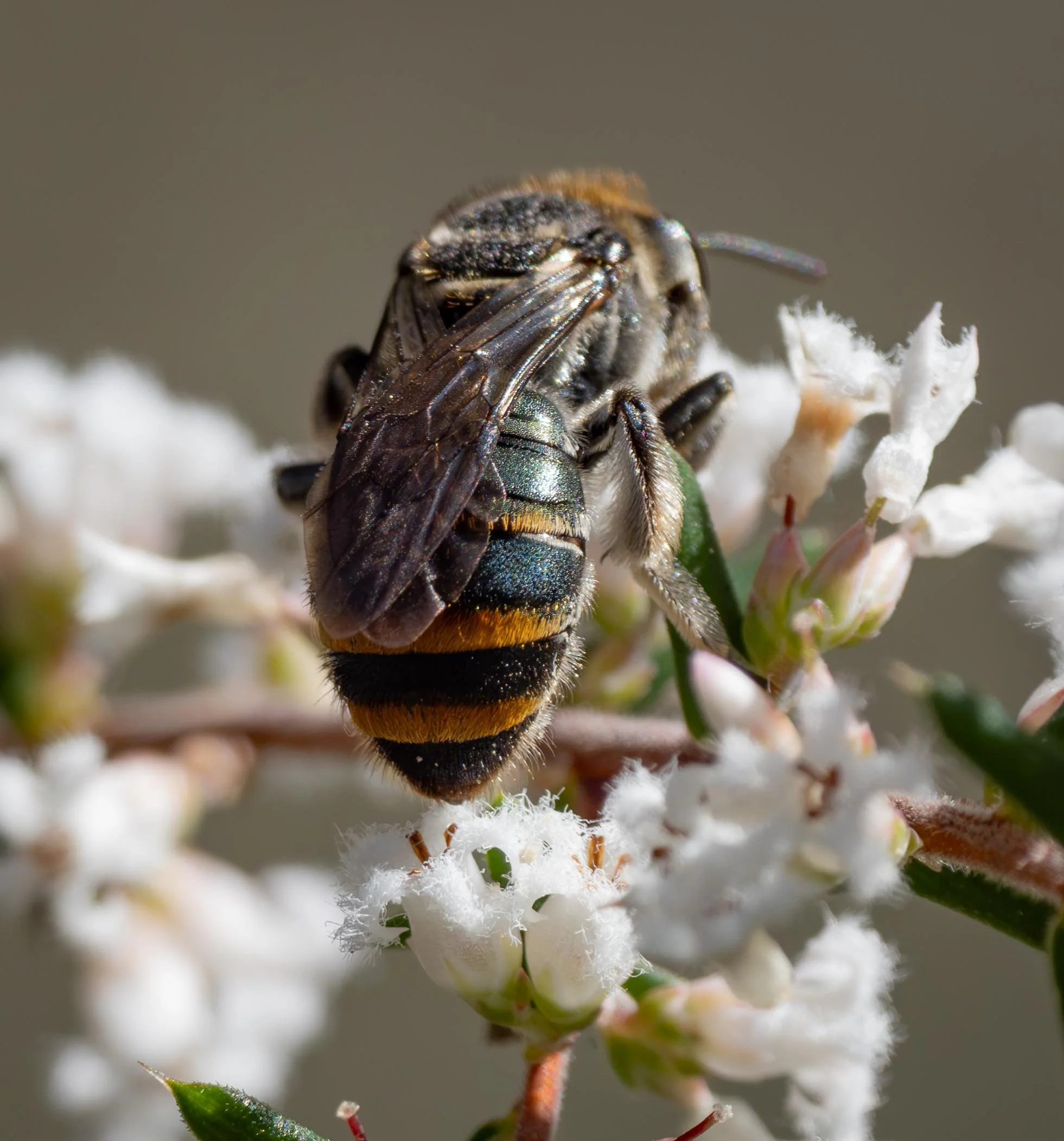  The long, shining scopal hairs on the back legs confirm that this is a female.   Compare the size of this bee with the little  Exoneura  and other bees visiting to same plants.  Lipotriches  dwarfs the tiny  Styphelia  flowers.   Lipotriches austral