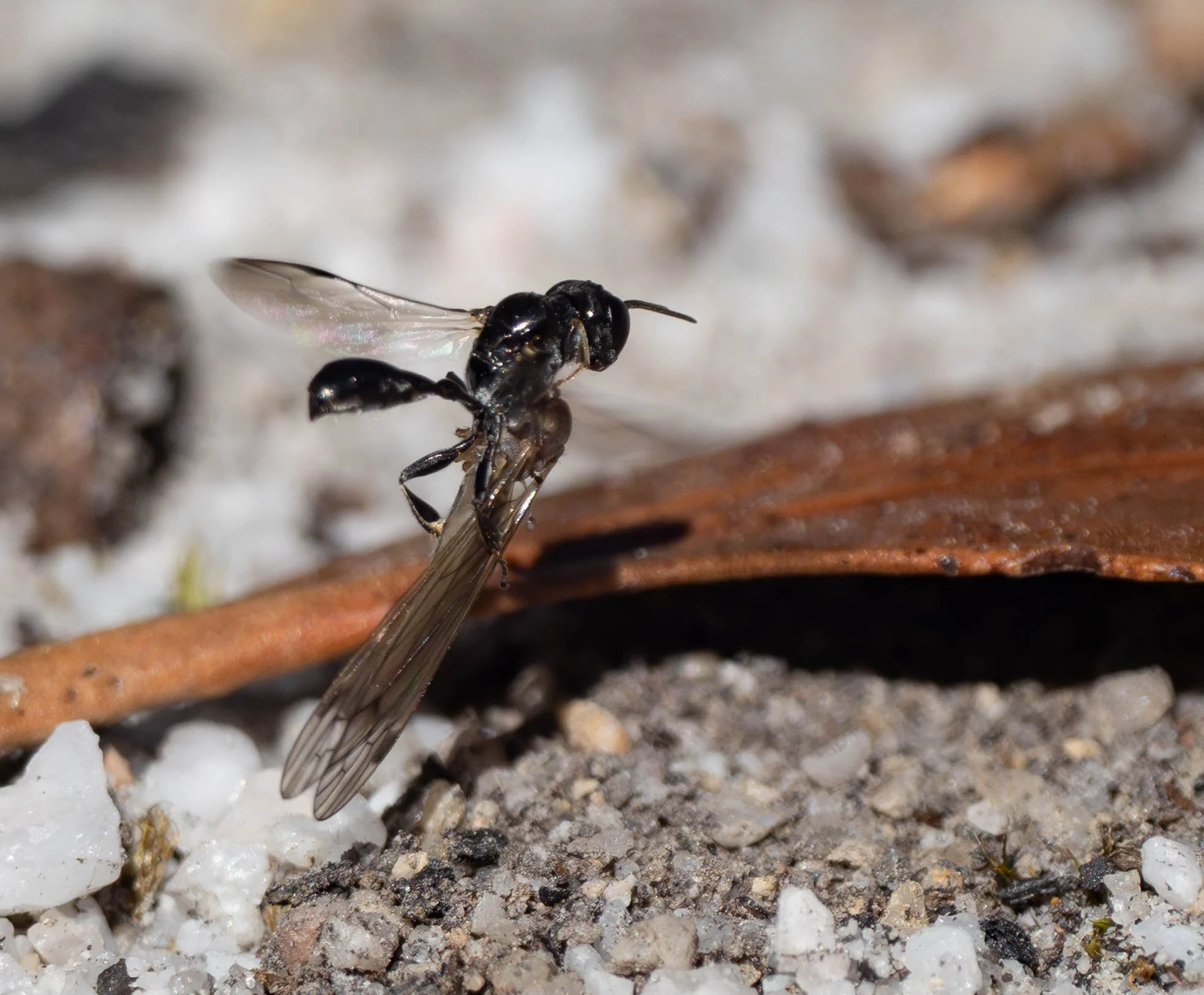  Within days of first appearing, the females are actively stocking their underground nests. They hunt small flies, paralysing them before flying them to the burrow. With crane flies like this one, the wasps routinely cut off the long legs … no doubt 