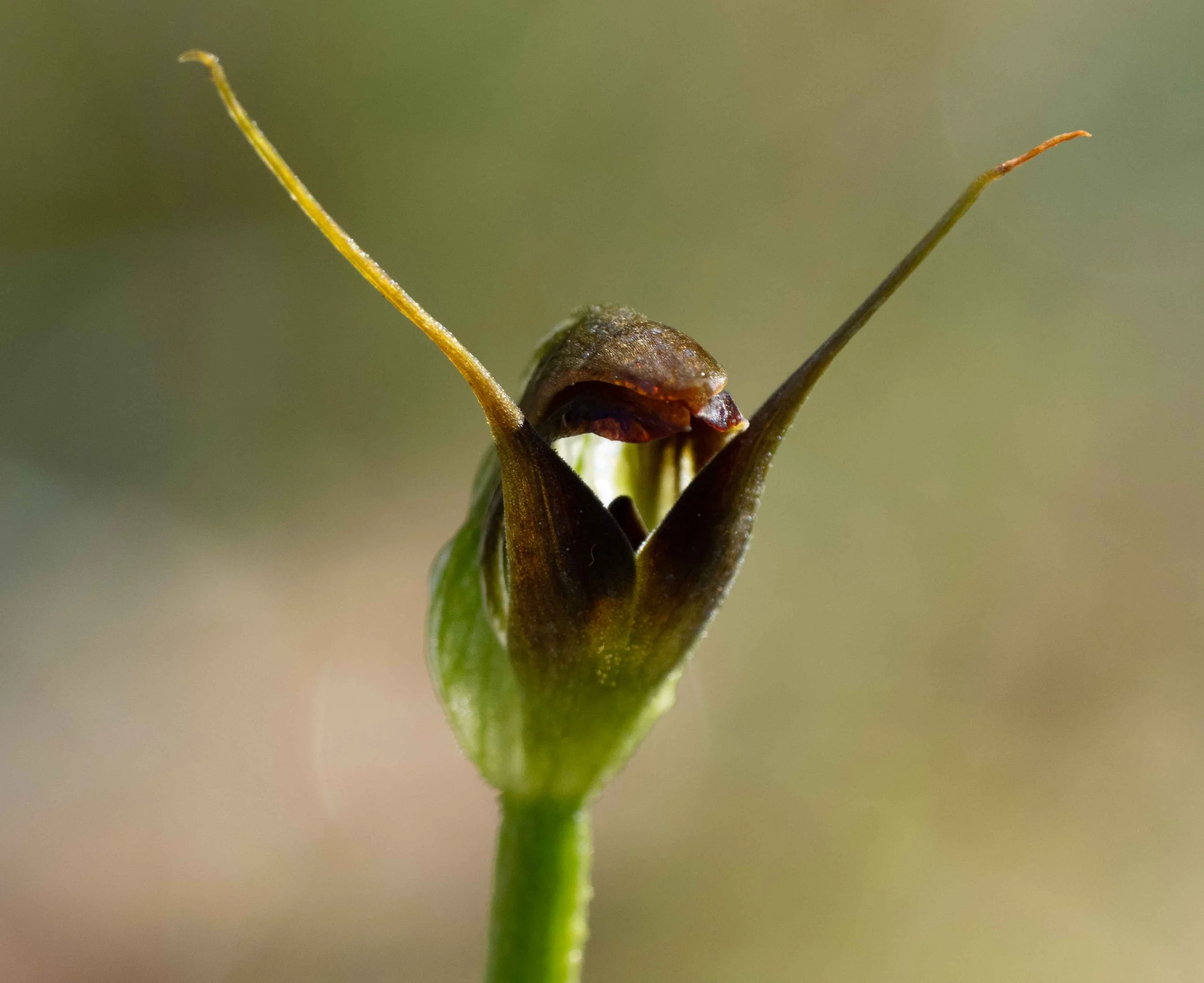  I couldn’t resist including a few of the orchids in bloom recently.   Pterystylis pedunculata  [31st Aug]   