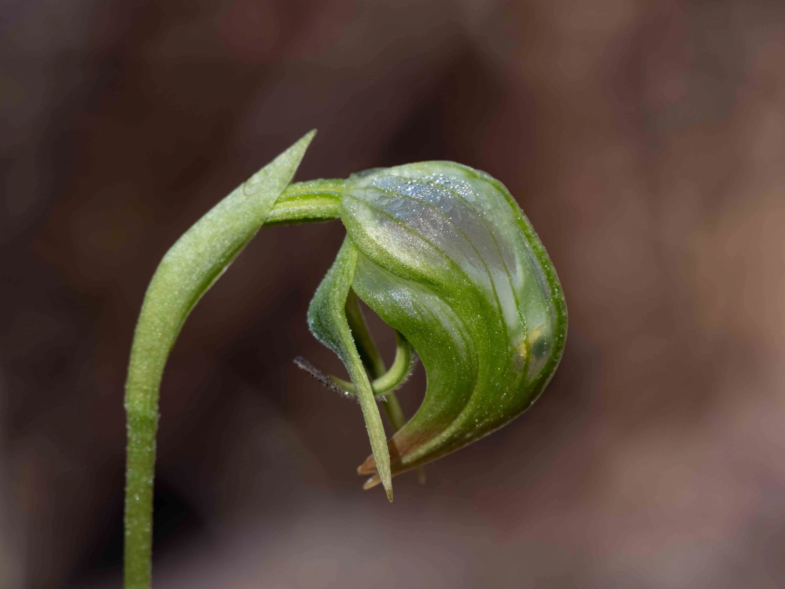   Pterostylis nutans  [31st Aug] 
