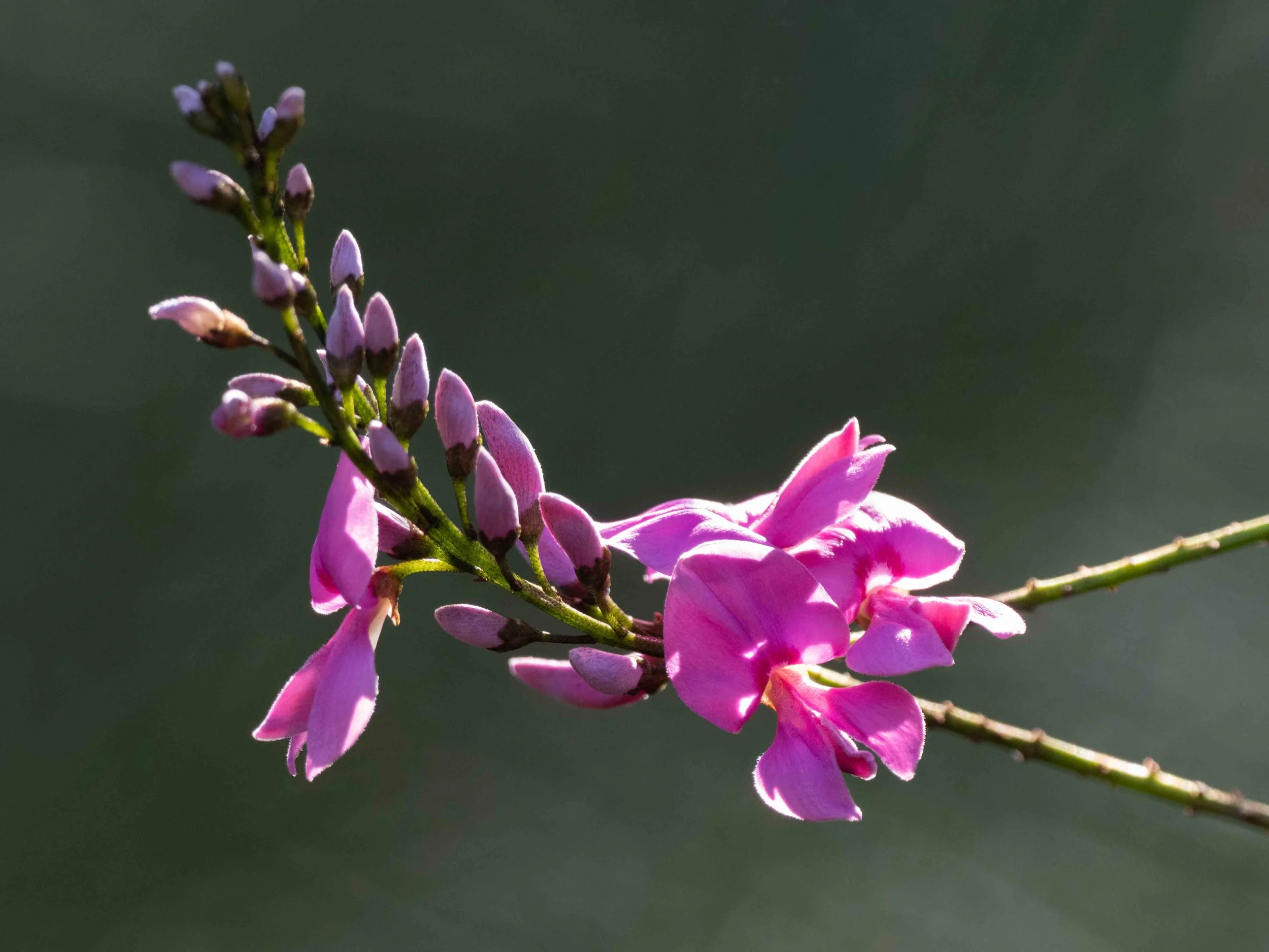  Local  Indigofera  flowering is now well underway, and will reach its peak mid September … if past flowering times are any guide these days.   Indigofera australis  [31st Aug] 