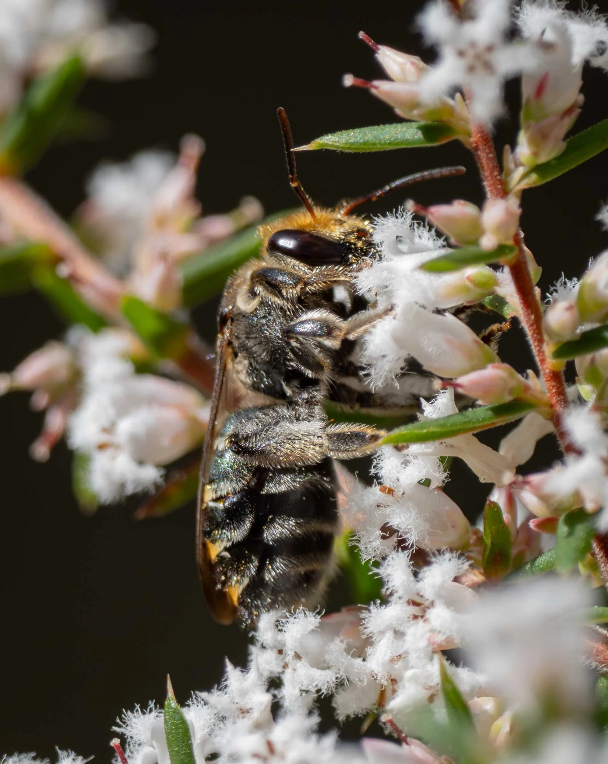  My first sighting of this species for the season, and my only one so far. These large, showy bees are hard to miss, so I doubt I’m simply overlooking them. The orange faces of females peering from their nest burrow openings along our sandy tracks ar