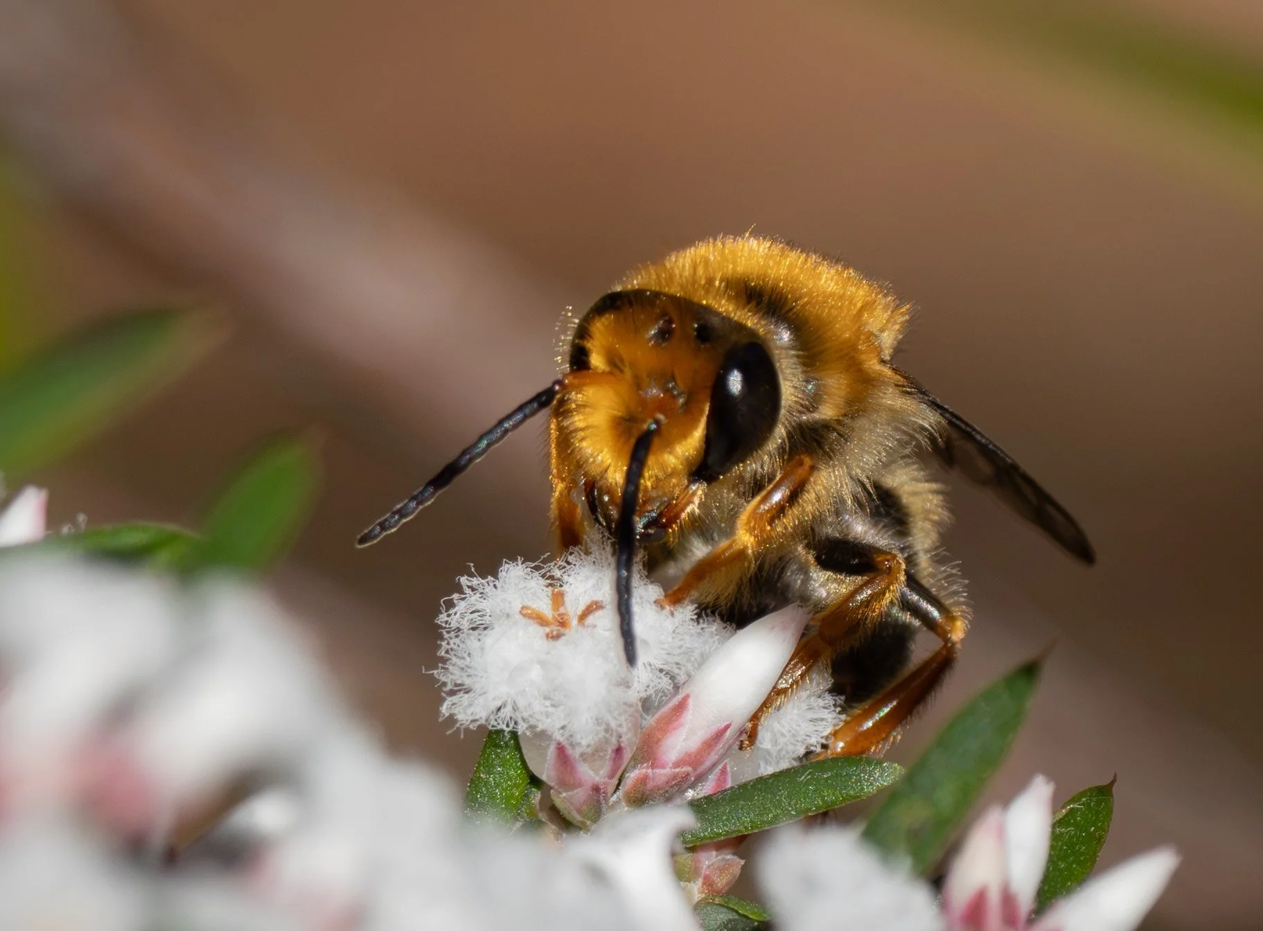  These are among the very first bees to make an appearance each spring. It’s typically lone males I spot first, patrolling patches of low-growing flowers. In early August there are still few other insects in flight.   Trichocolletes orientalis  [7th 