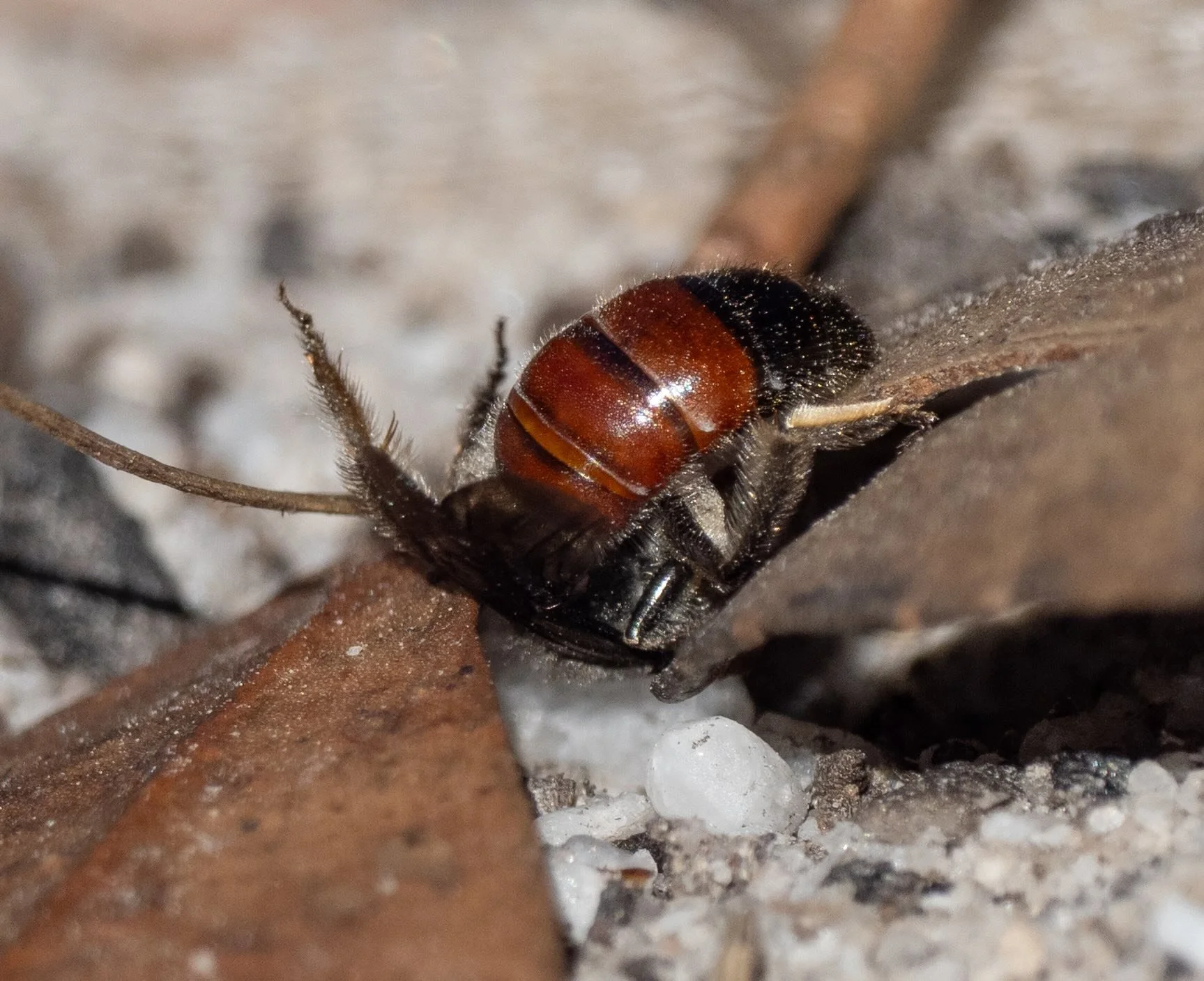  Another bee making an early appearance, although perhaps a rather brief one. She would have spent the winter below ground, as a resting adult or pupa, and this may have been one of her first excursions for the season. Within seconds of this shot she