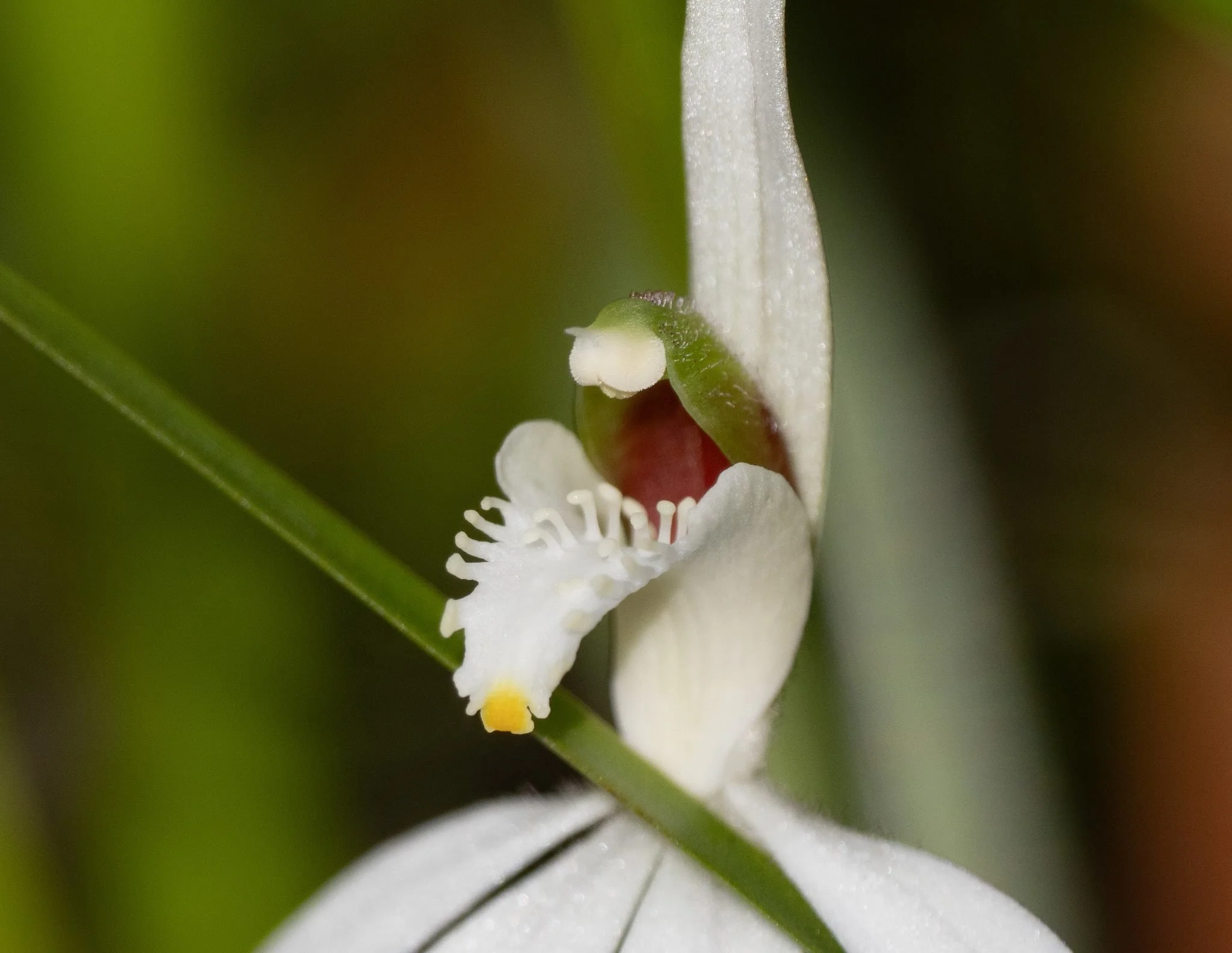   Caladenia catenata  [21st Aug] 