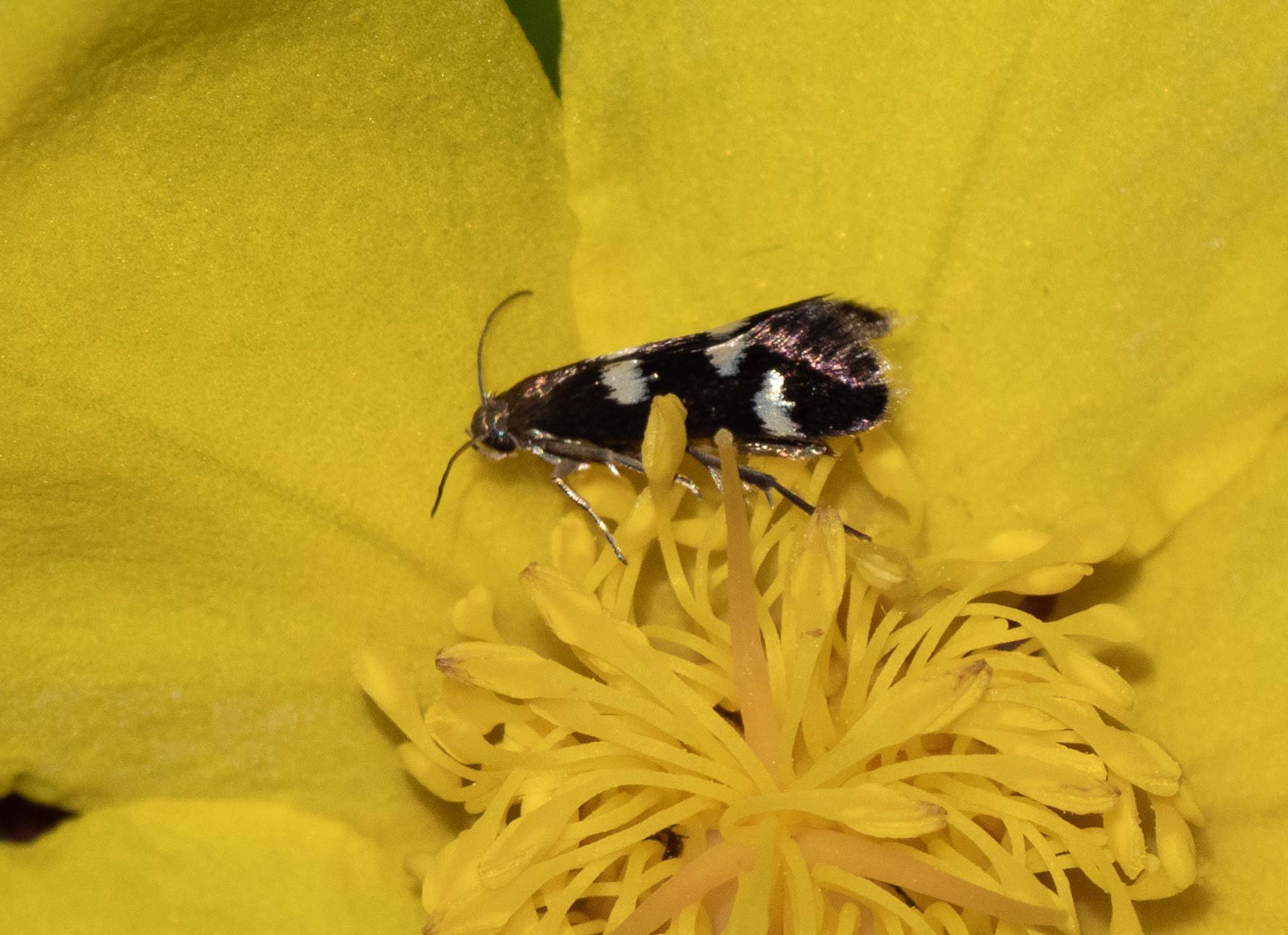  This tiny moth might not look too exciting, but it is the ‘big news find of the week’ for us. This is the first home record we have for this family of moths – ever. And we have recorded a lot of moth species! At last count, 692 species from 43 famil