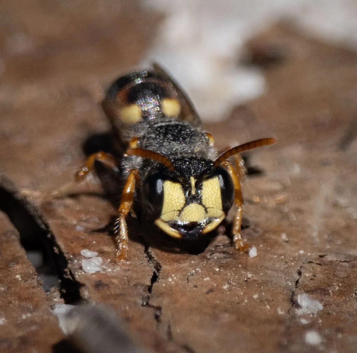 Another very familiar crabronid has started to make an appearance. This female  Cerceris  would have emerged last Autumn, and since then has been resting in her natal burrow. She may return there for a time, and perhaps even use that burrow to house
