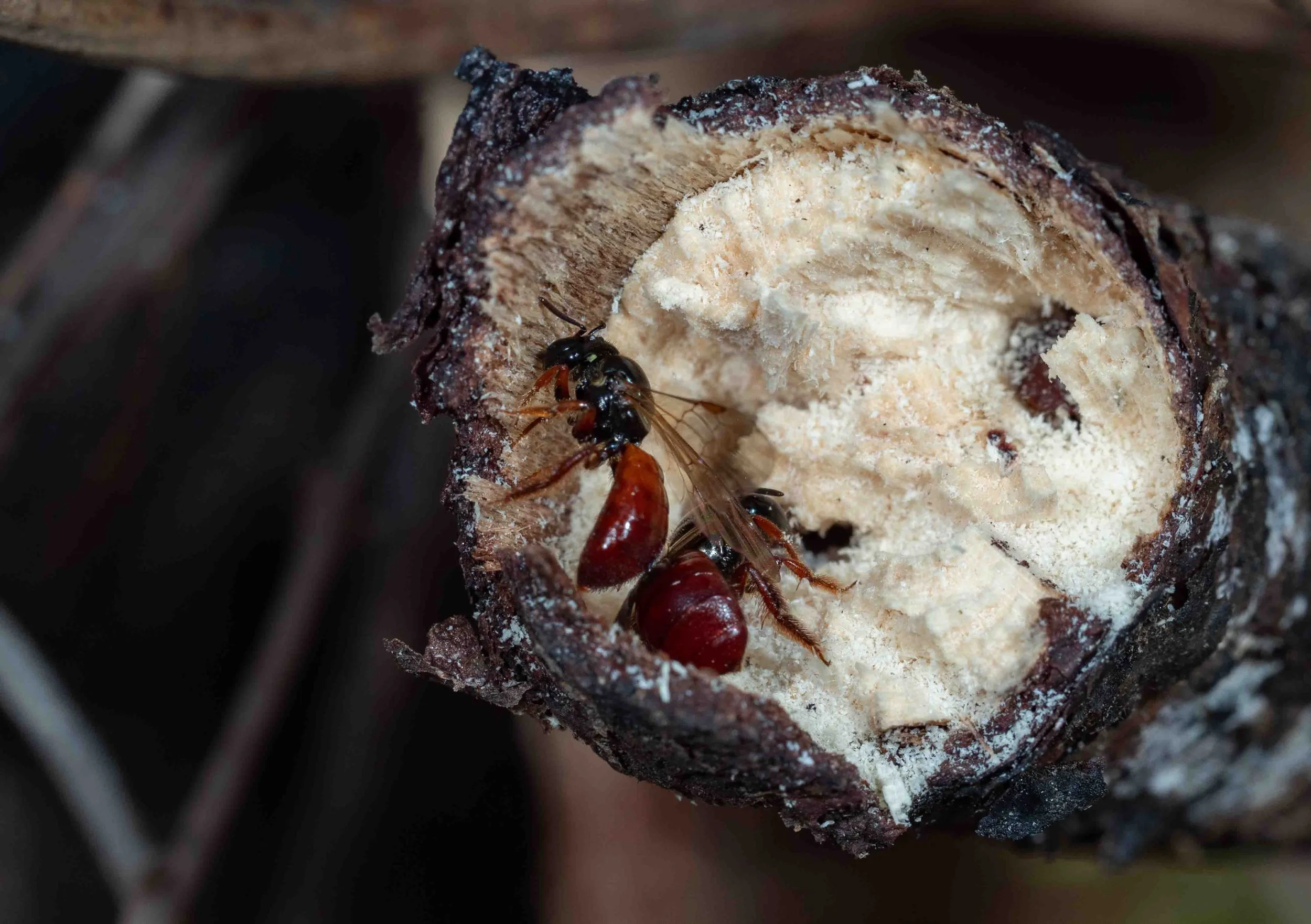  There was no sign of provisioning – further support for my theory that I caught the nesting action at the very beginning.   Unlike many native bees,  Exoneura  actively feed their larvae throughout development. If this was an established nest contai