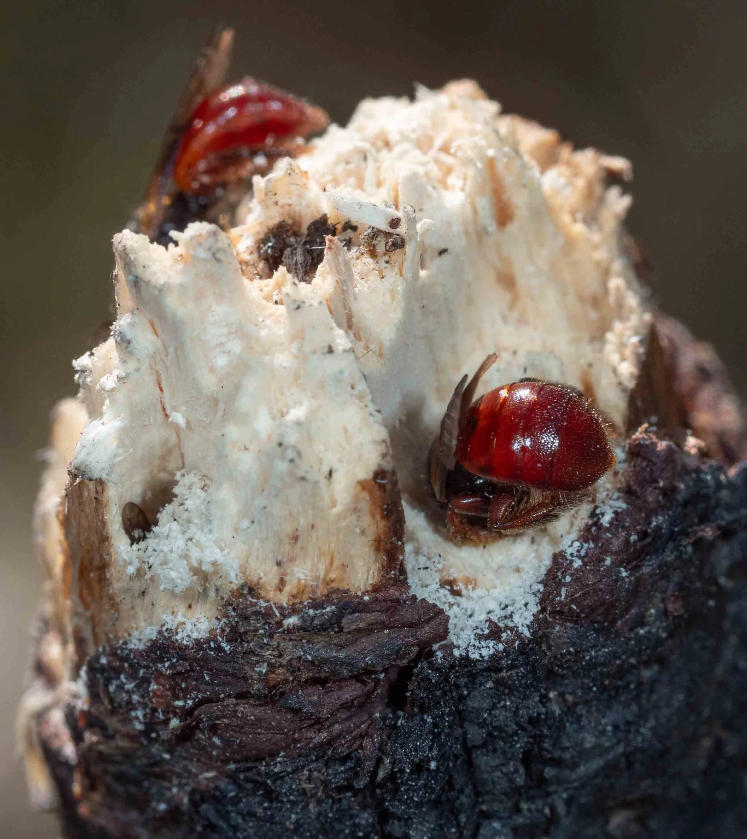  The bees were clearly digging into the wood, the discarded frass collecting on the surface. This high level of surface activity suggests that nesting is in its early stages. Established nests consist of a burrow many centimetres long, with a small d