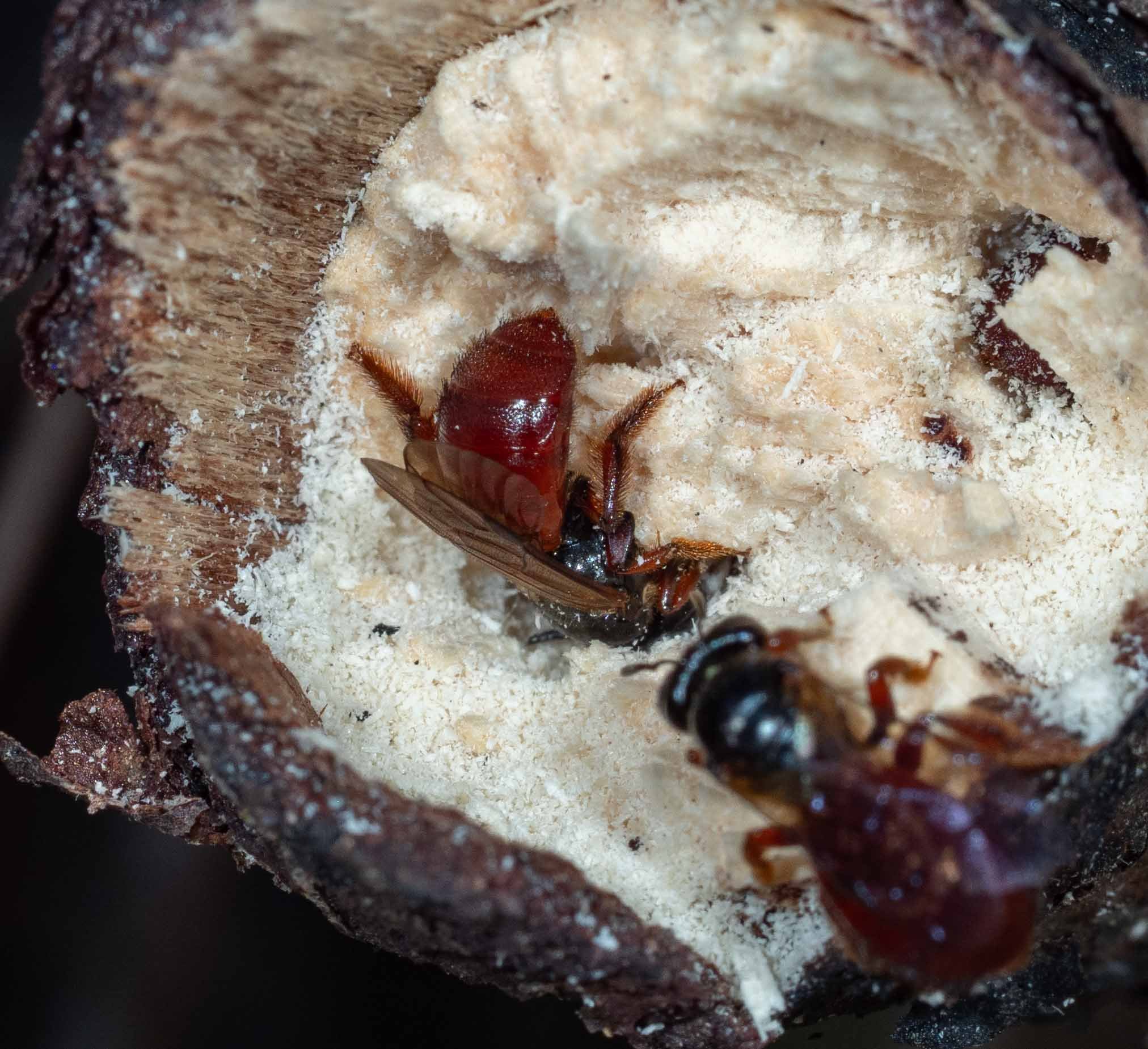  Each of the two broken stem ends had two burrows. And at times there was more than one bee per burrow!    Exoneura  are among the most extensively studied of Australian bees  due to the diversity of social behaviours they exhibit . So it comes as no