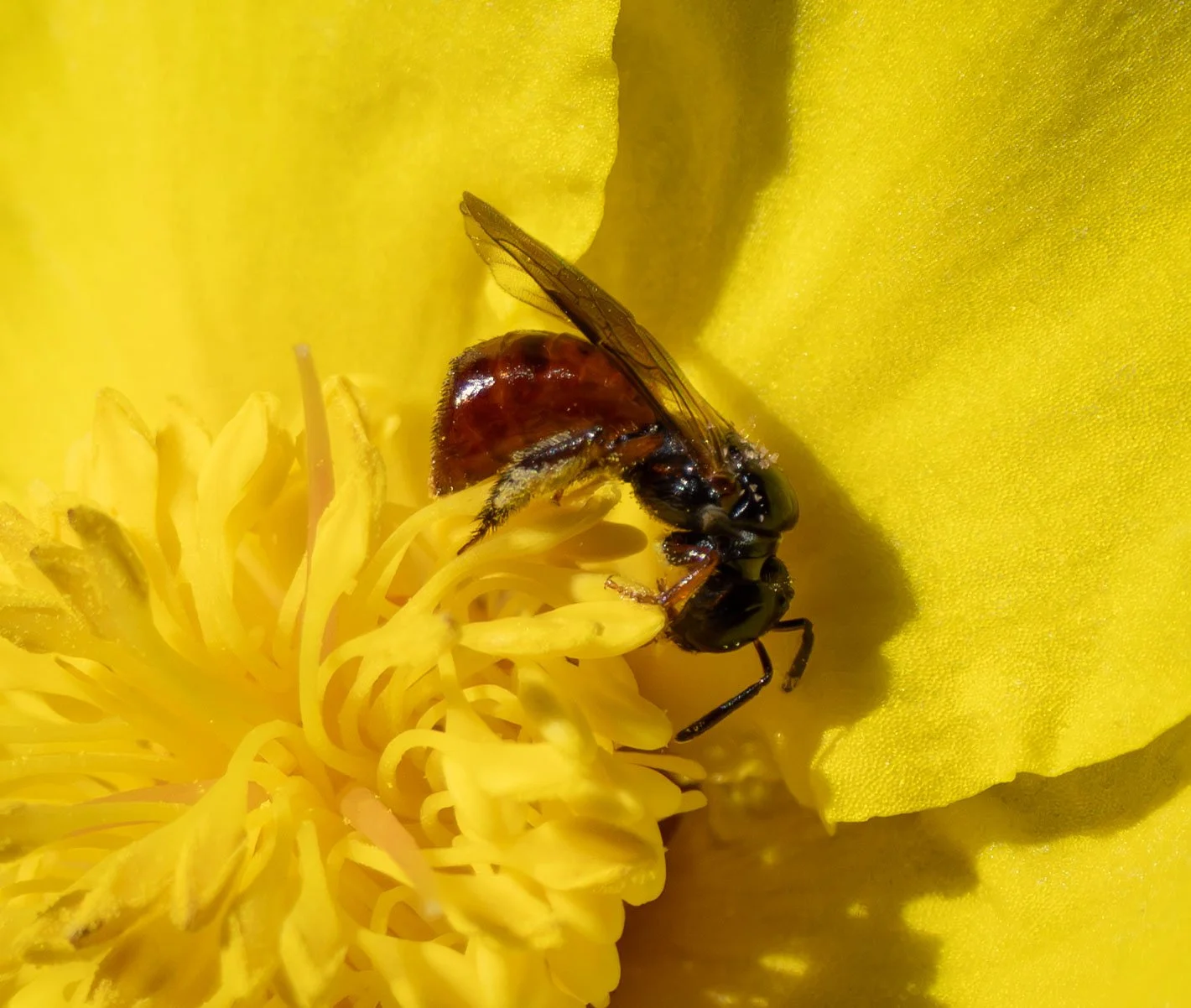  While the densely-flowering patch of  Styphelia  is certainly popular among the  Exoneura , they are not fussy feeders. The large, bright yellow flowers of  Hibbertia   dentata  are a good source of pollen … for those bees capable of shaking it loos