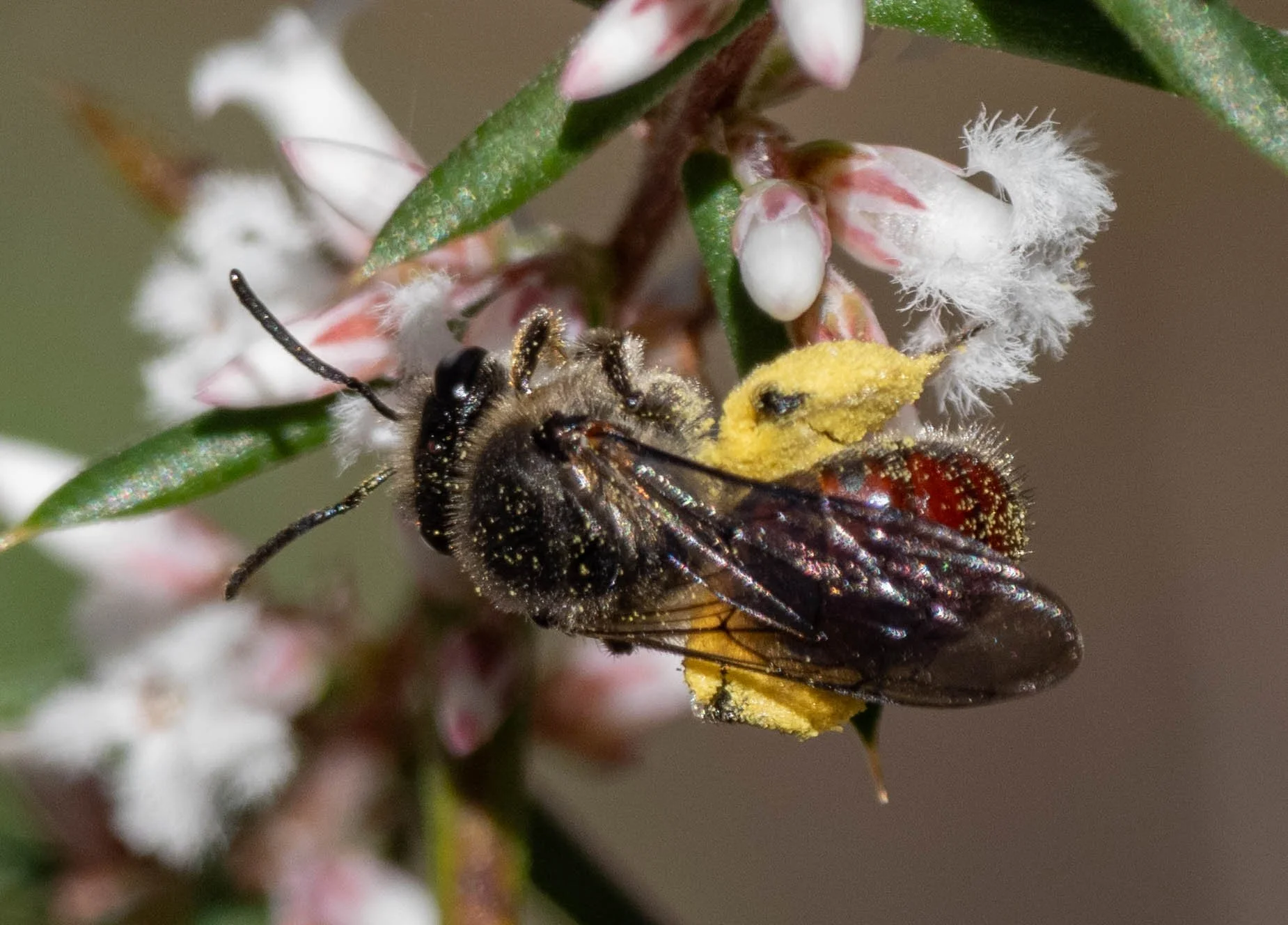  Such a huge pollen load, and bright yellow too! I suspect that this female has been visiting nearby  Hibbertia . While I guess it is possible that she harvested all this from the tiny flowers of  Styphelia , it seems more likely she’s been elsewhere