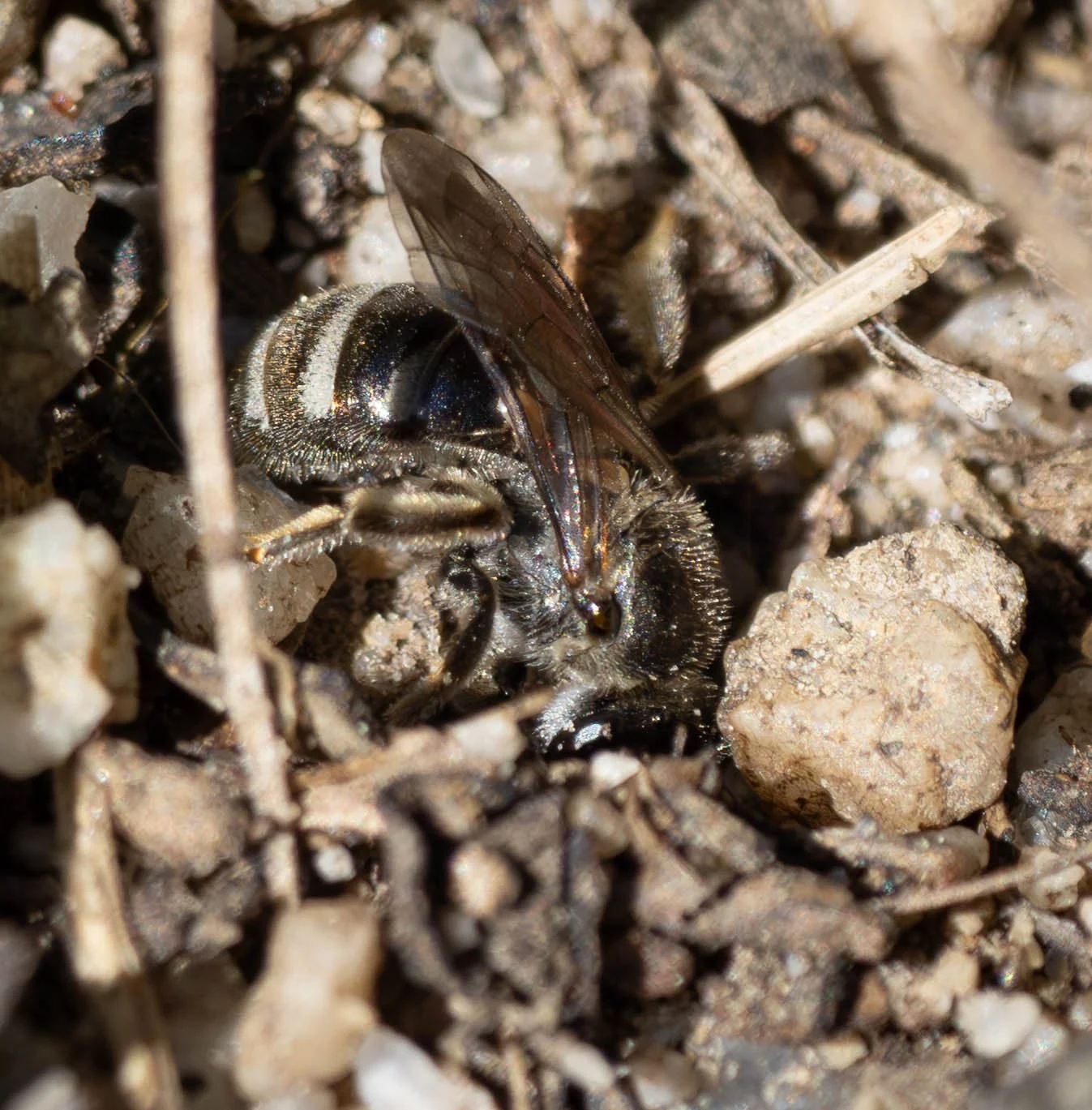  Ground-nesting is the norm among halictid bees. This female was actively digging into the coarse sand and gravel, probably in the initial stages of nest construction. Hard work in a such a substrate. Note too the mites attached to the base of her ab