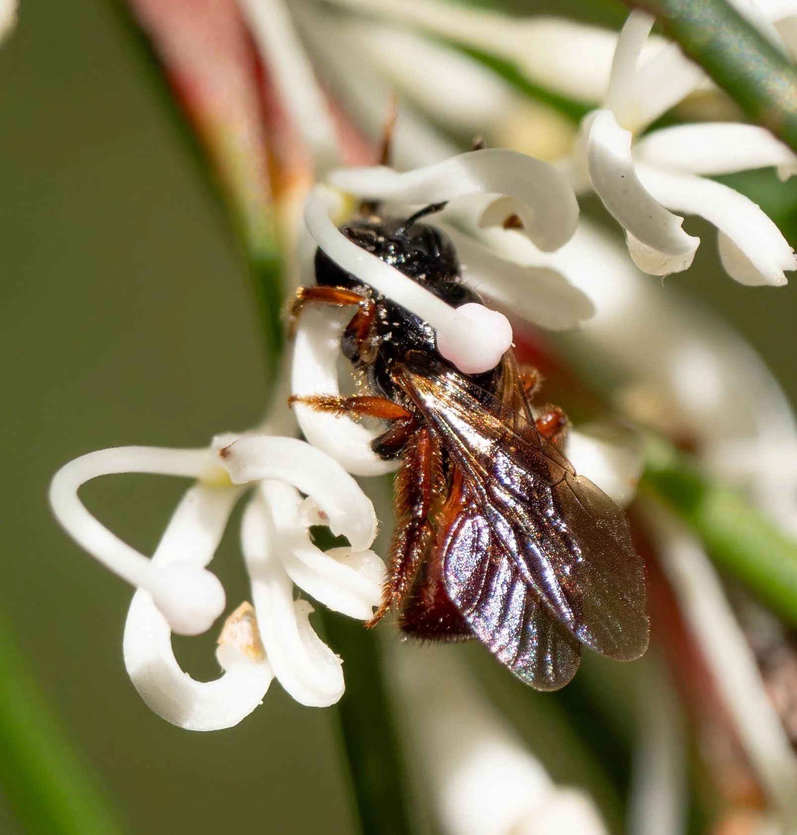  Like most Proteaceae,  Hakea  flowers have a specialised method of pollen dispersal. The anthers burst before the flower actually opens for insect visitors. The pollen grains are picked up by the end of the stylus (stigma), and only then does the fl