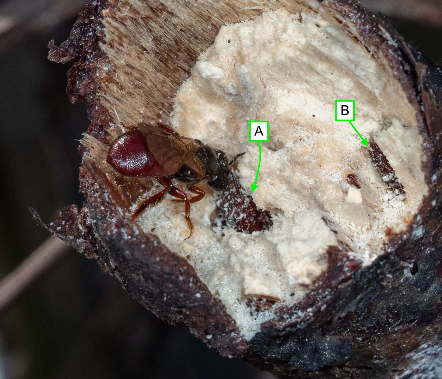 A third bee arrives and shows a lot of interest in burrow A.   Exoneura (robusta?)  [3rd Sept] 