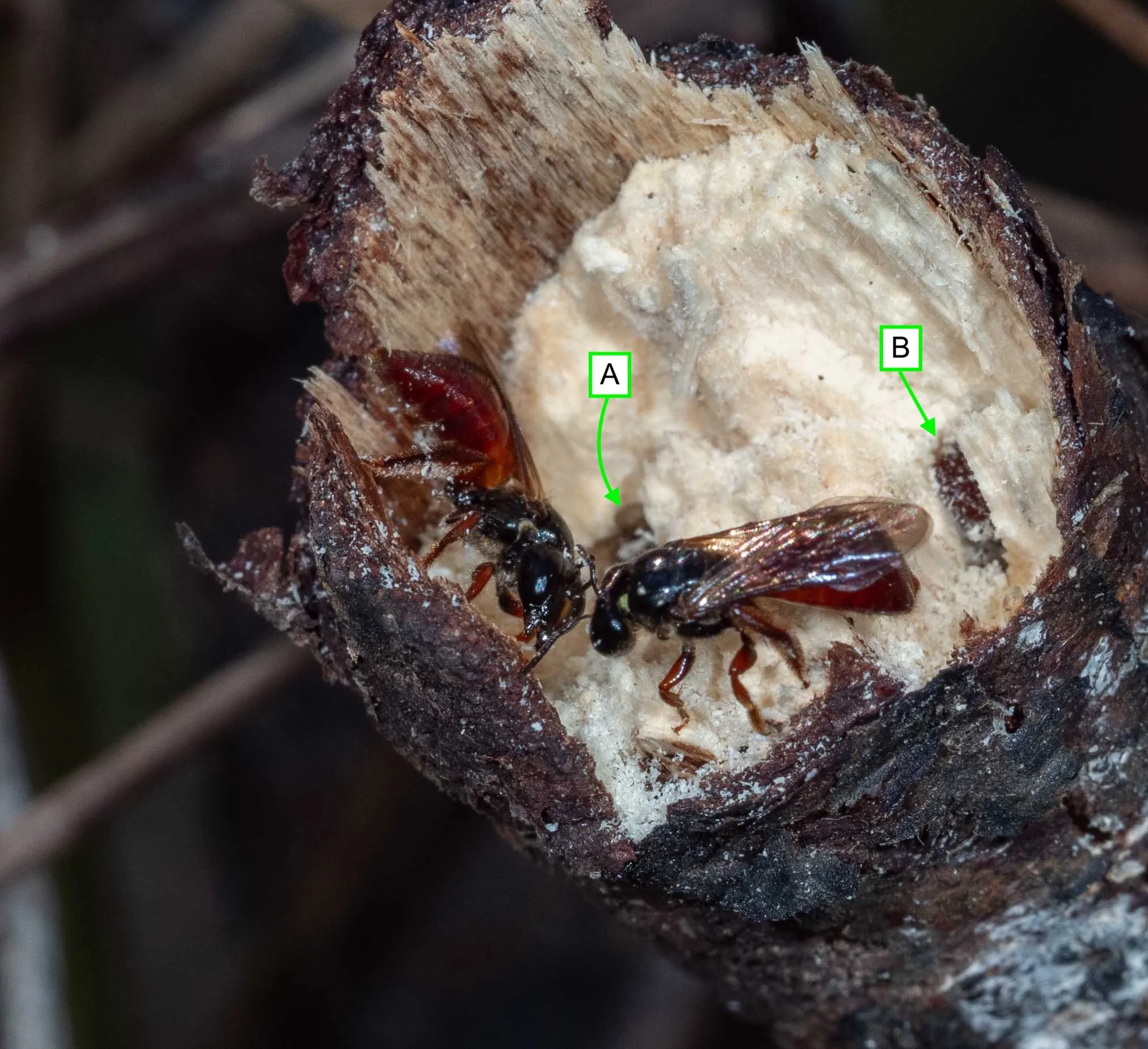  A fourth bee lands … and ‘Bee #3’ appears to challenge her. Note the open mandibles and raised abdomen.   Exoneura (robusta?)  [3rd Sept] 