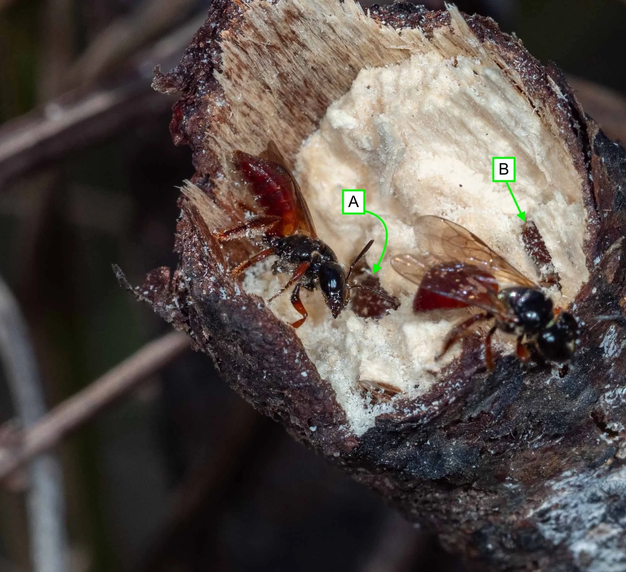  Bee #4 departs.  So … there is some level of contest here. But what is less clear is the relationship between Bee #3 and the bee already resident in burrow A. Are they competing for the site, or are they collaborating?   While some  Exoneura  female
