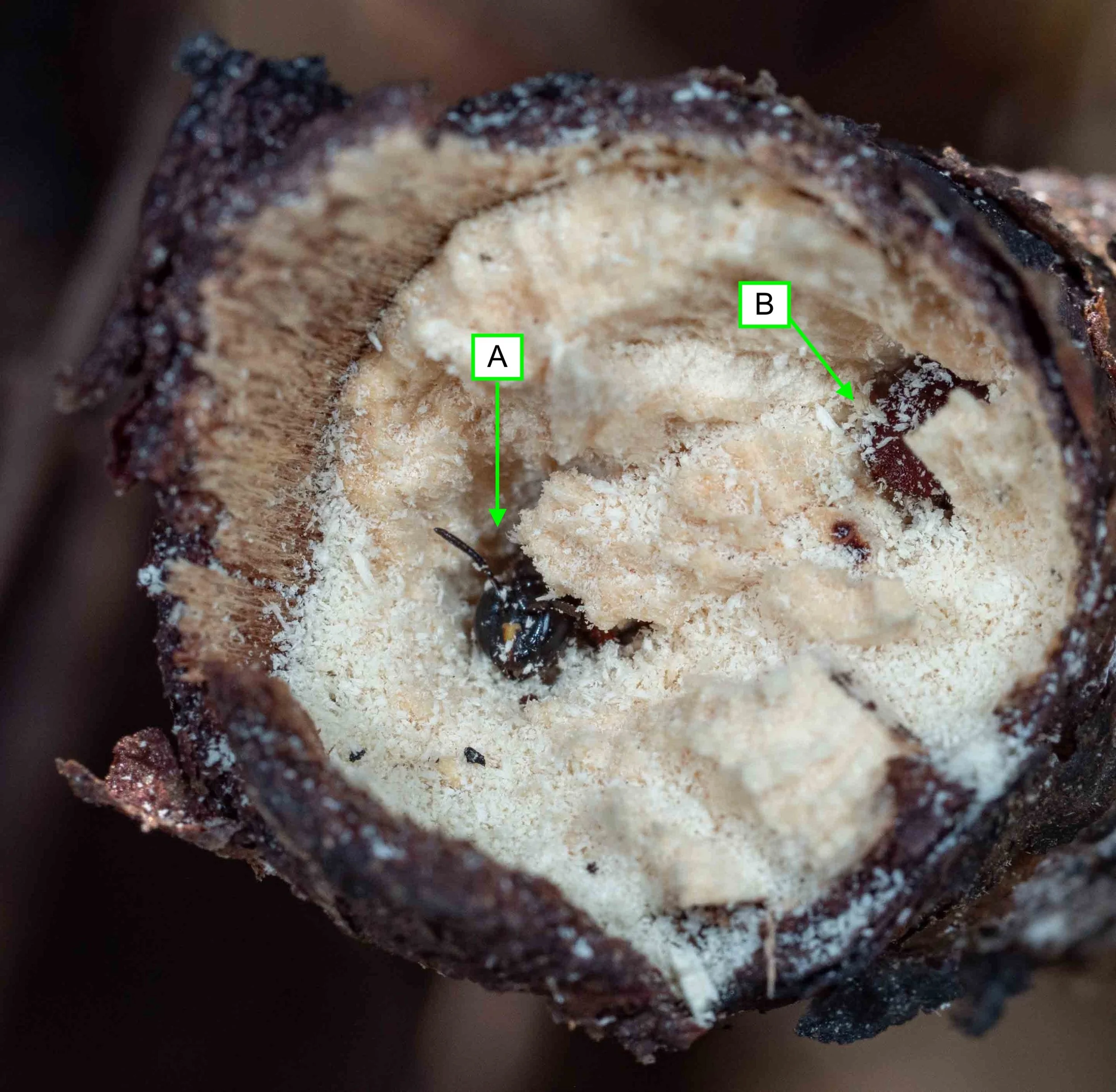  The two burrows in this stem (marked A &amp; B) are both occupied. In each case, the entrance is blocked by a single bee. The guard in burrow A shows her face, while the one in burrow B is ‘head-down, bum up’.   It is common for  Exoneura  to block 