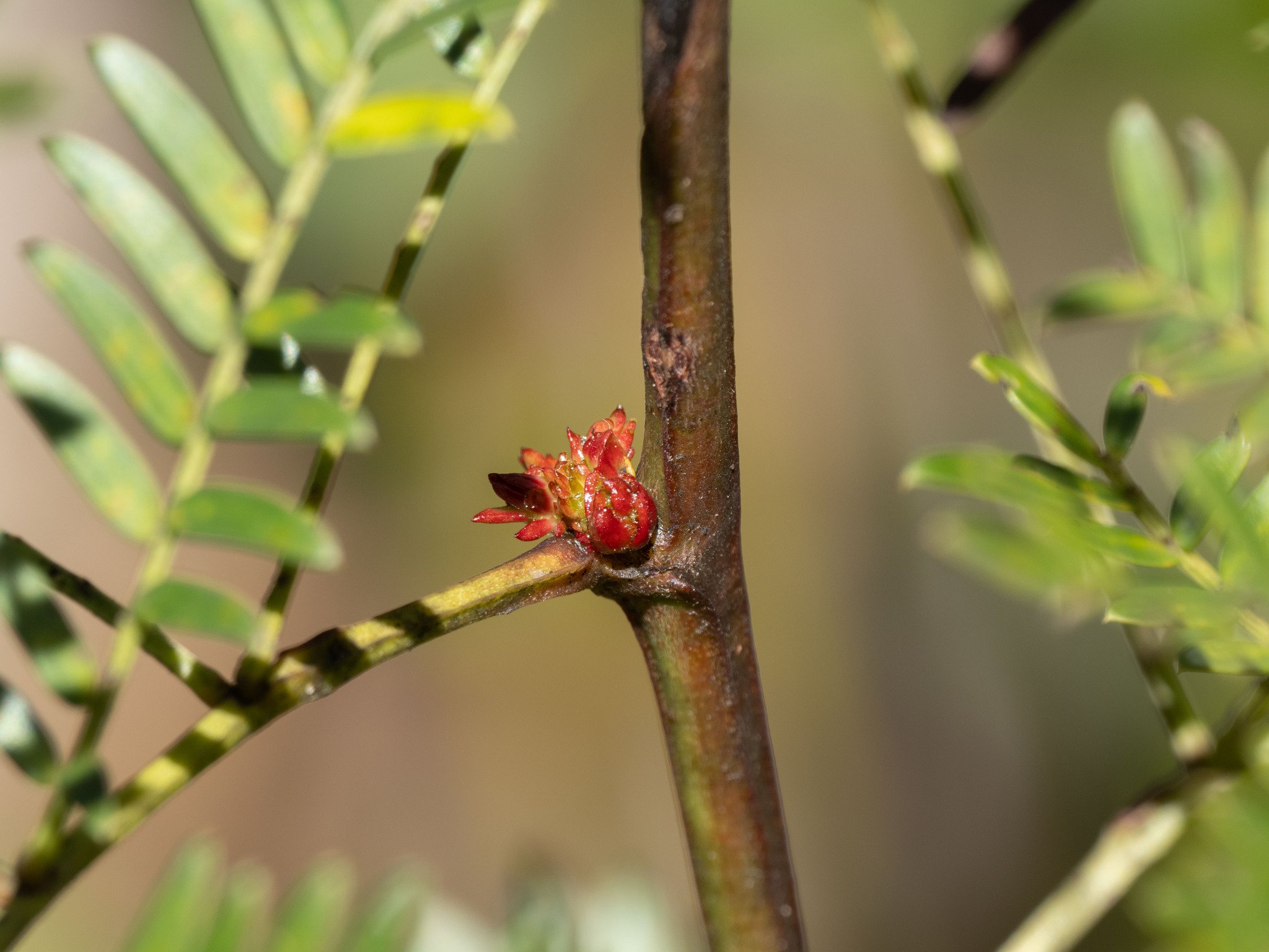  Another gall, but this one induced by a tiny wasp. These are particularly prevalent on one of our local wattle species,  Acacia terminalis . Following up on a recent request, we will soon be sending some samples off to gall researchers in Melbourne.