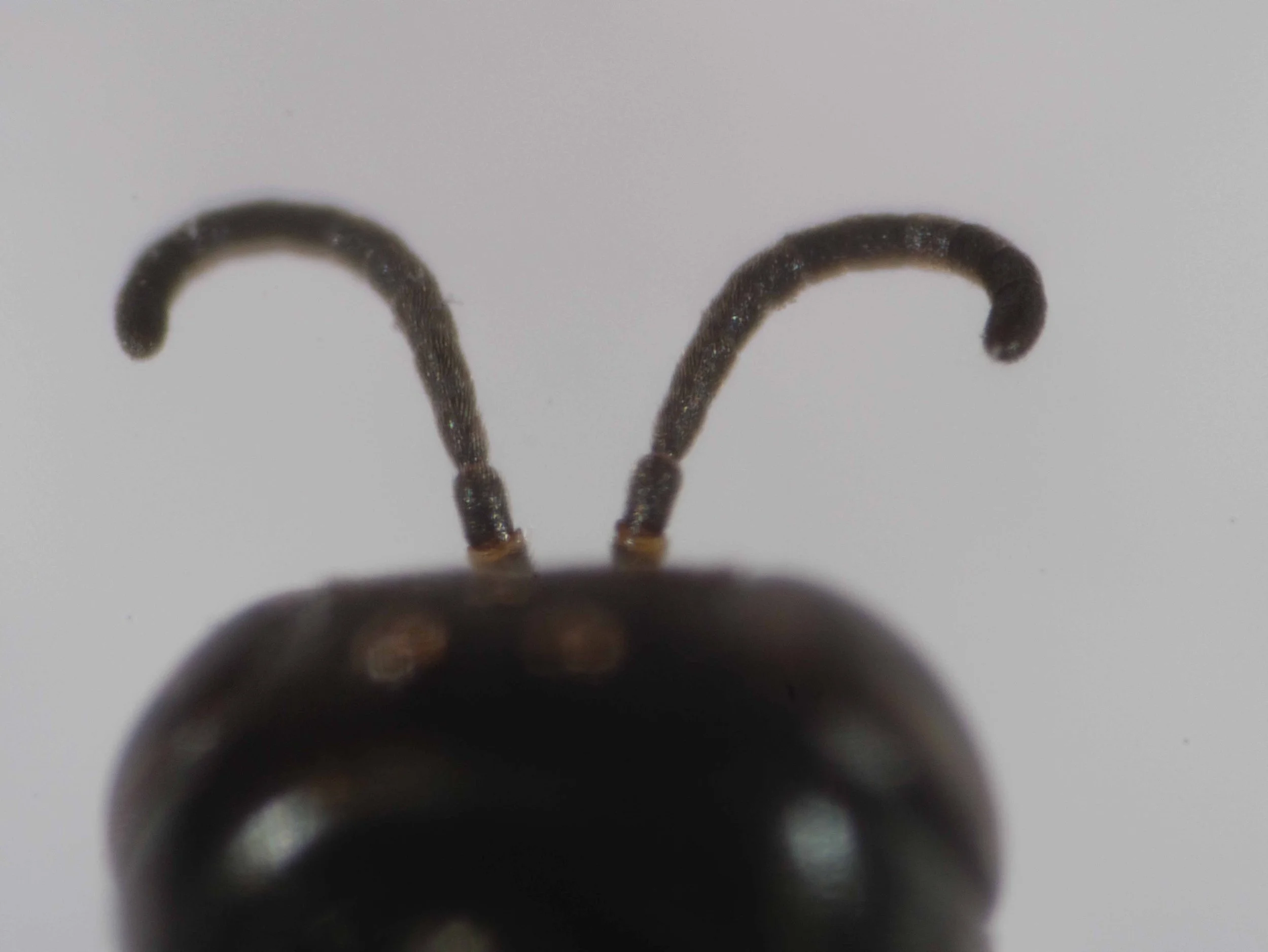 P9150056-Edit.jpg