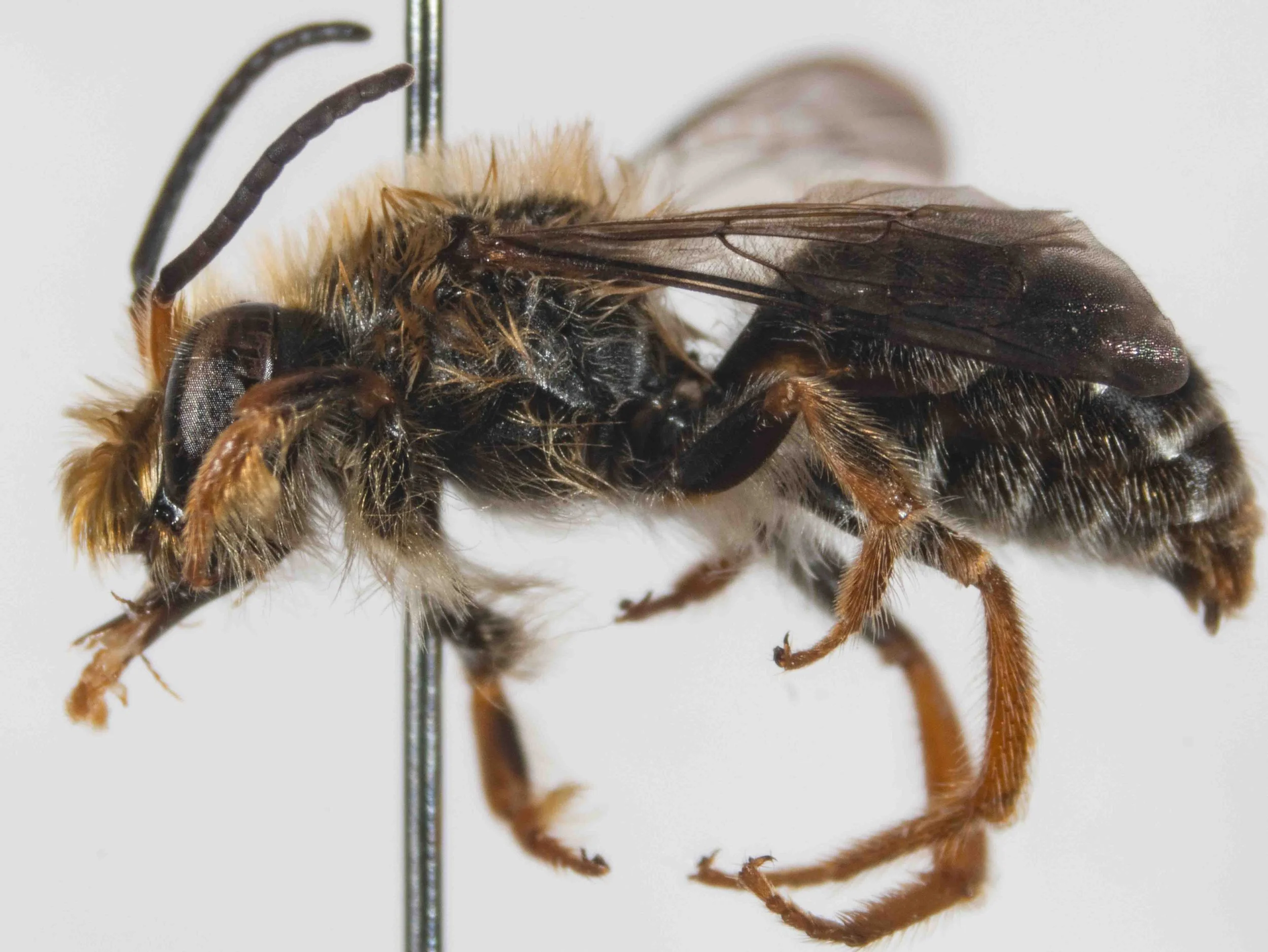  Body length: 12mm. Note that the holotype male of  Trichocolletes orientalis : 10.7mm  May be distinguished from sympatric males of  T. venustus  by “the  extensive areas of dark brown on mid tibia”  (it is clear orange-brown in  T. venustus ).  Des