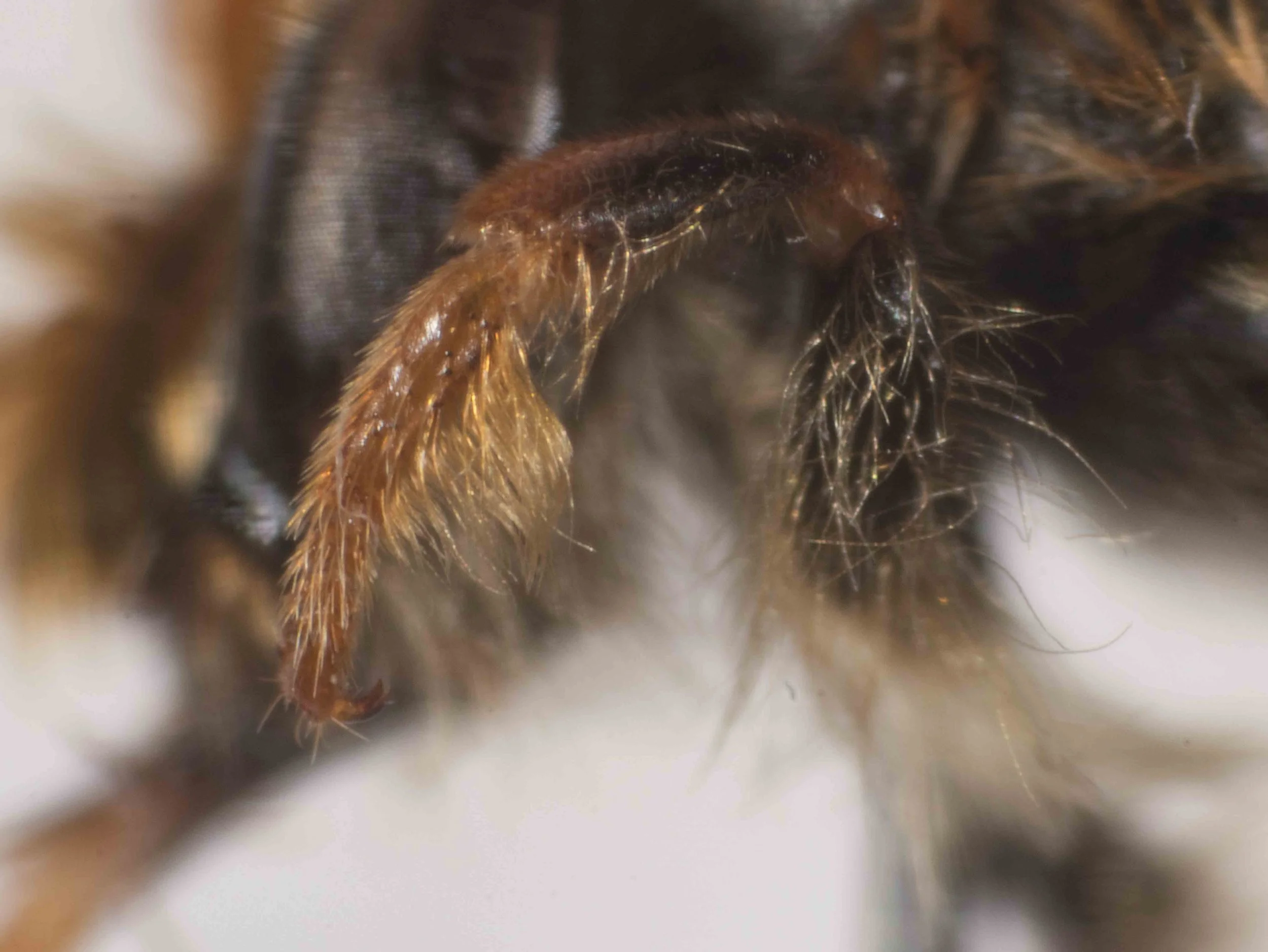  Key step 15: Fore basitarsal plume long, distinct (not short, weak) –>  T. orientalis.   May be distinguished from sympatric males of  T. aeratus  by the  presence of the plume  (there is no such plume in  T. aeratus ), and from  T. tenuiculus  b