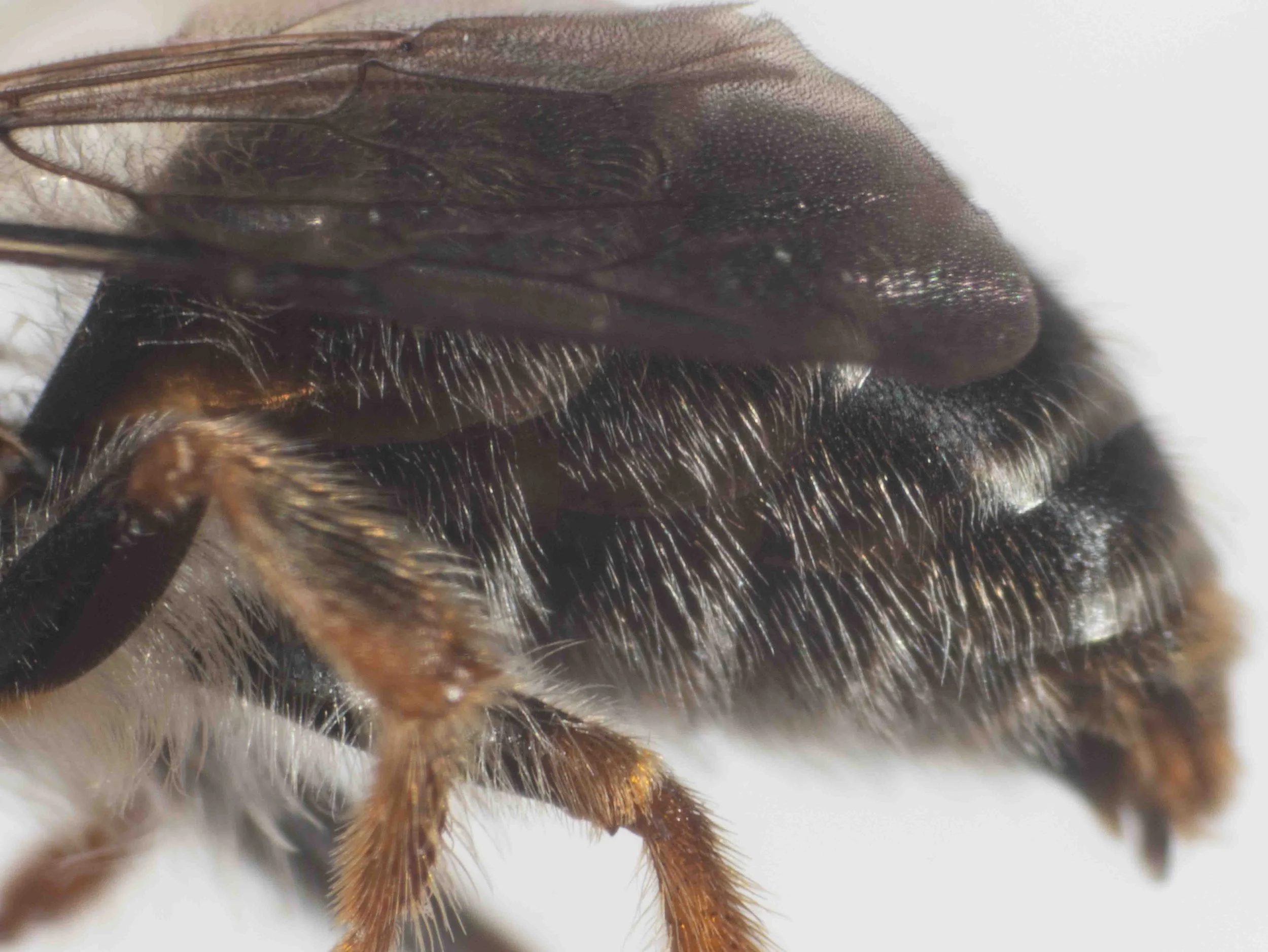  Mid tibia medially suffused with dark brown.  May be distinguished from sympatric males of  T. venustus  by “the  extensive areas of dark brown on mid tibia”  (it is clear orange-brown in  T. venustus ). 