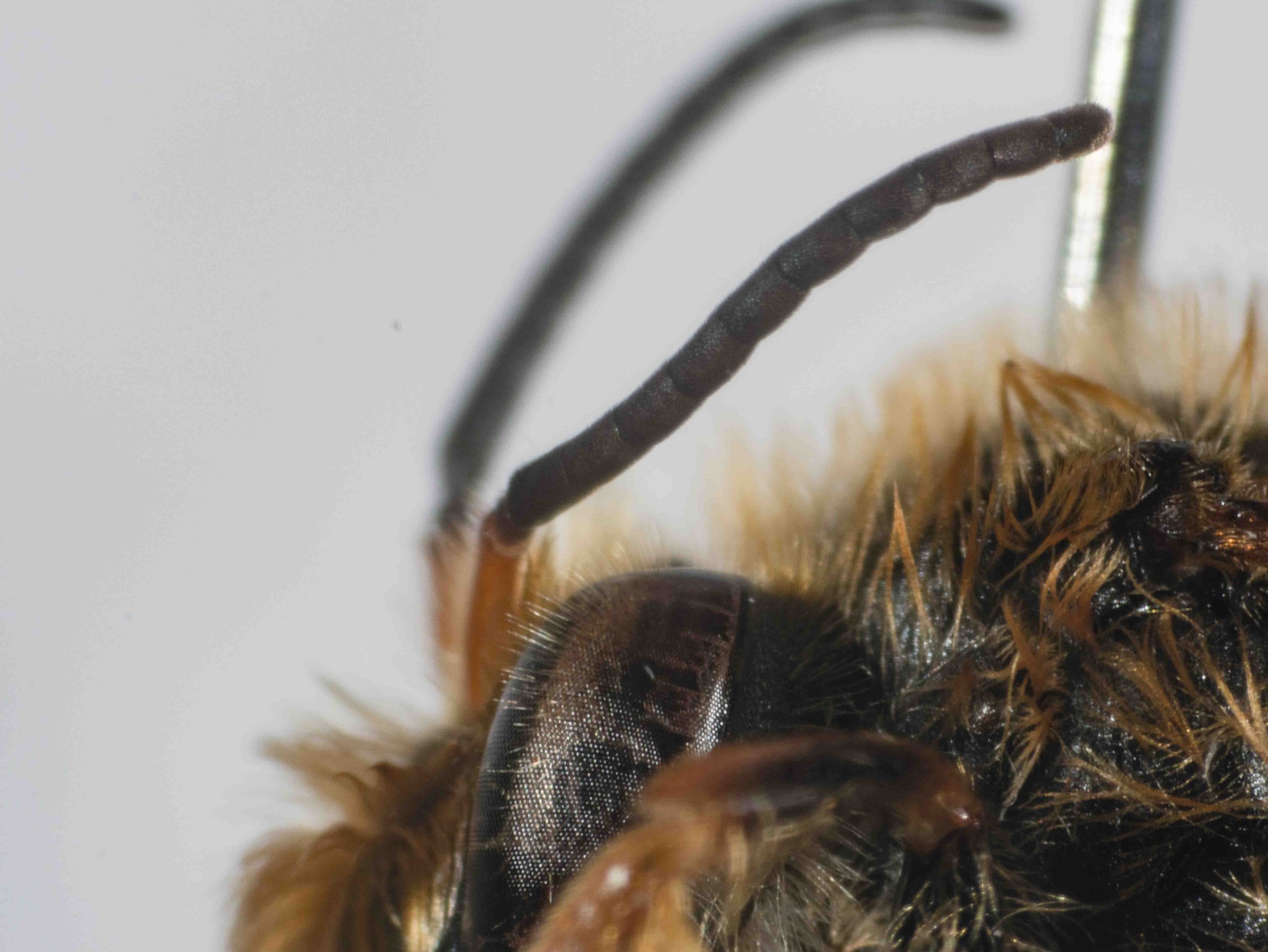  Note 11 flagellomeres = male 