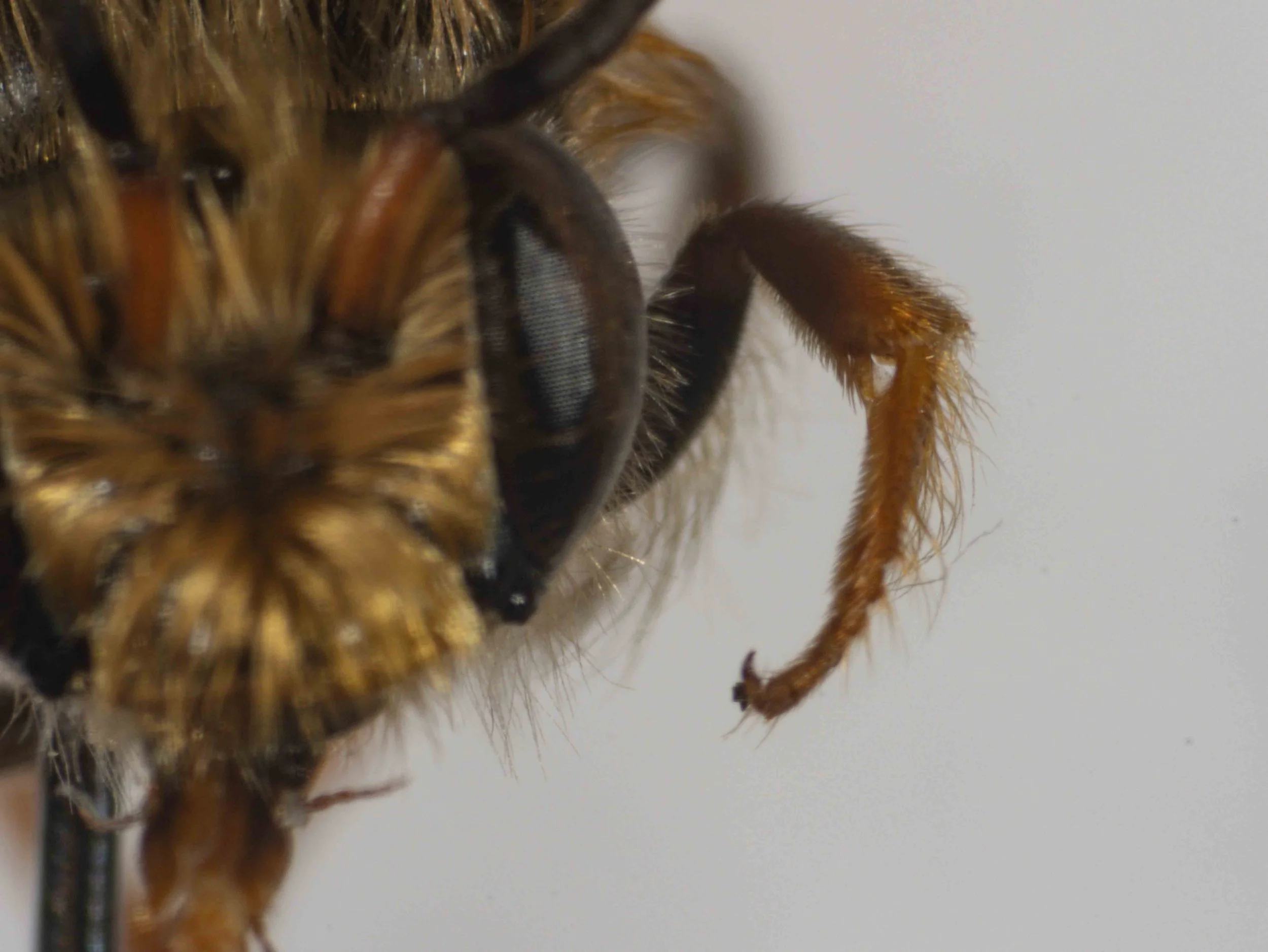  Front leg, showing plume of basitarsus as viewed anteriorly 